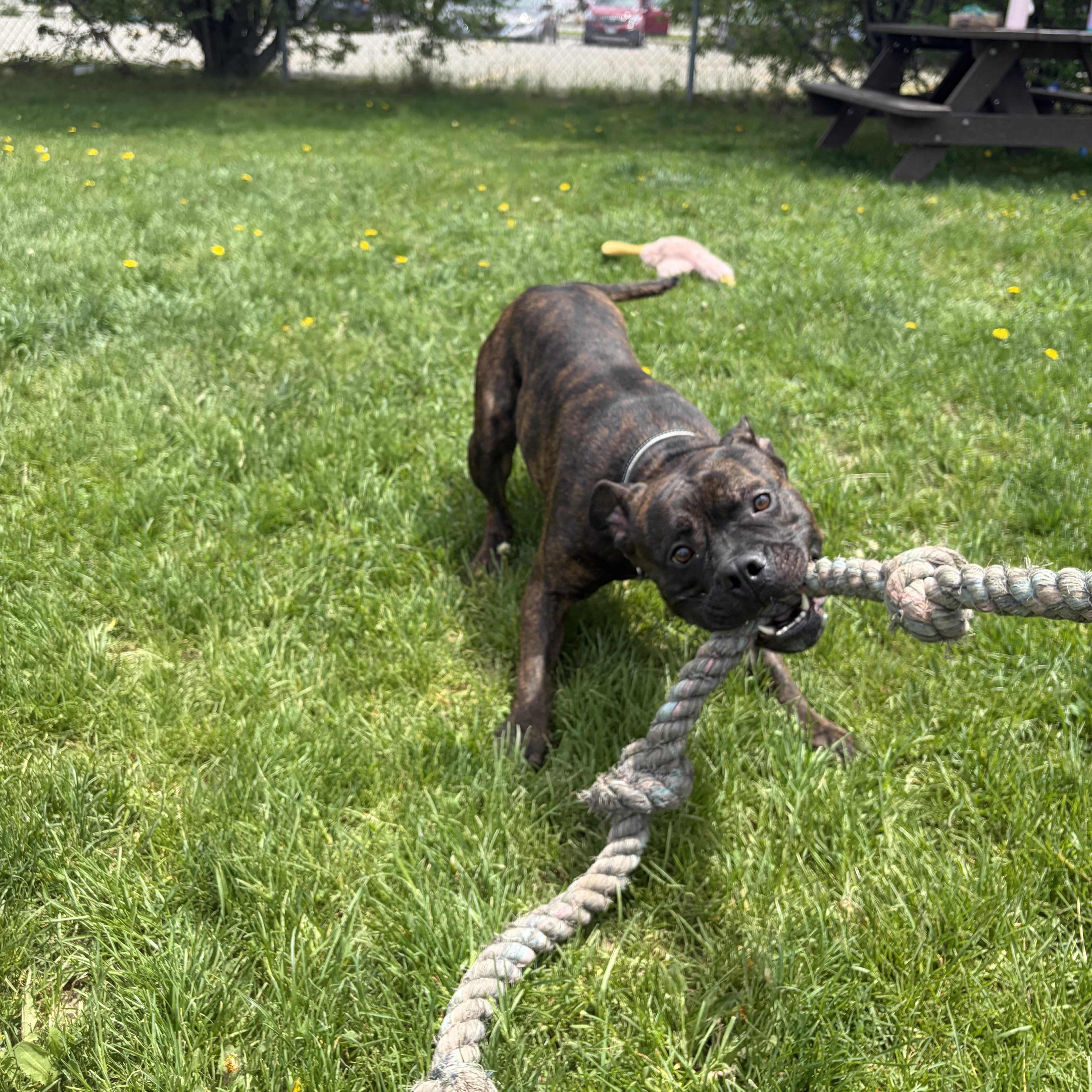 Enlarge Leo, an adoptable American Bulldog in Mississauga, ON image 2/6