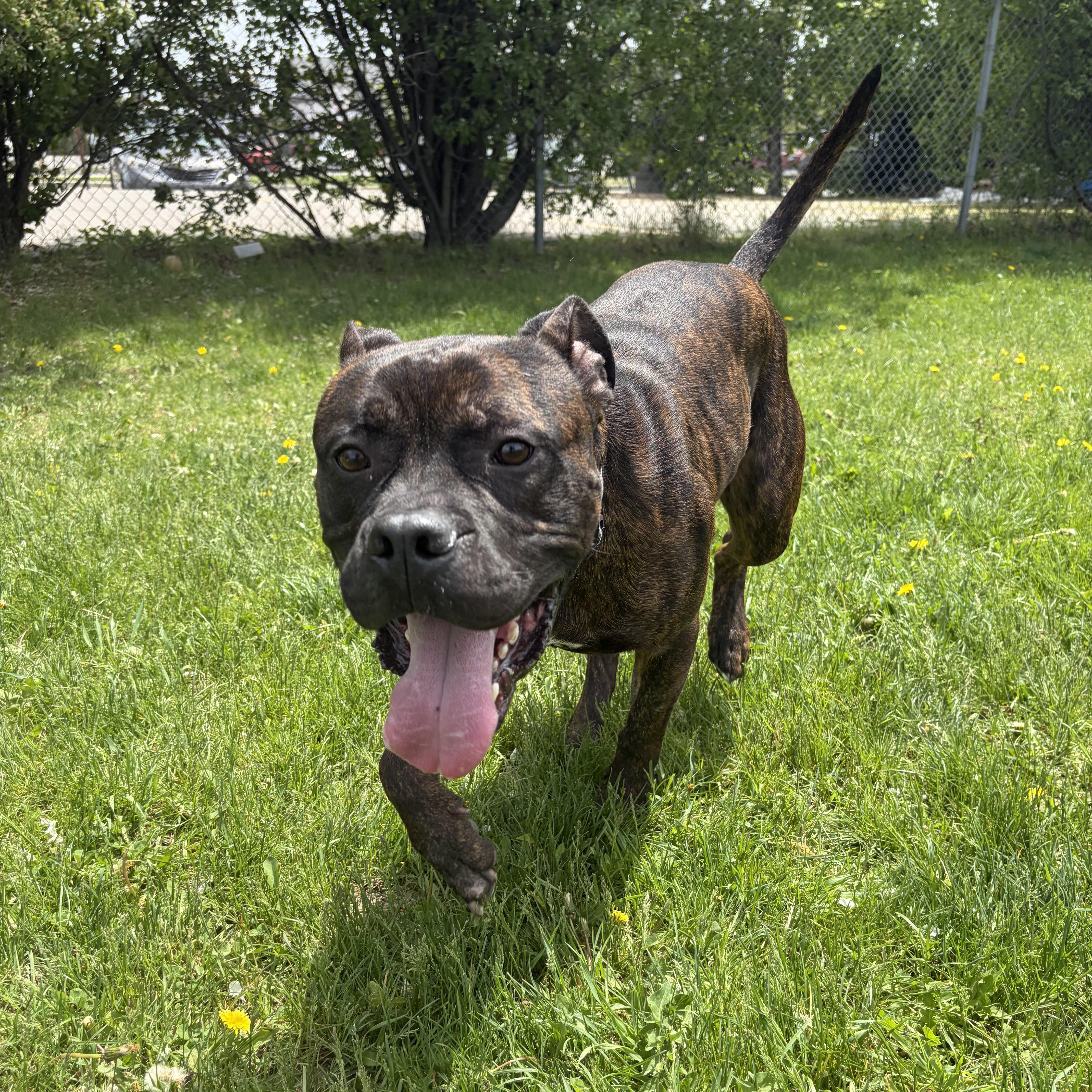 Enlarge Leo, an adoptable American Bulldog in Mississauga, ON image 3/6