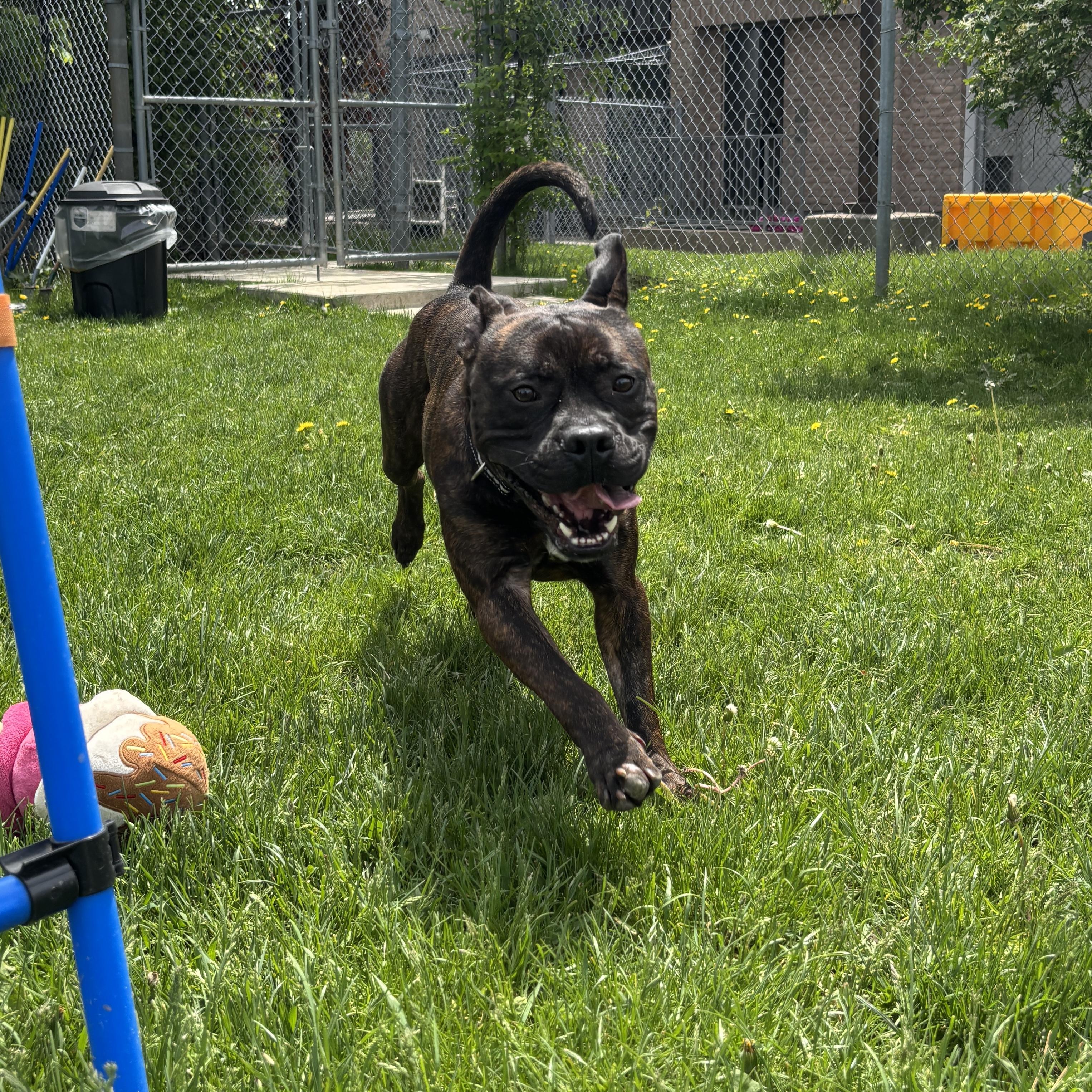 Enlarge Leo, an adoptable American Bulldog in Mississauga, ON image 4/6