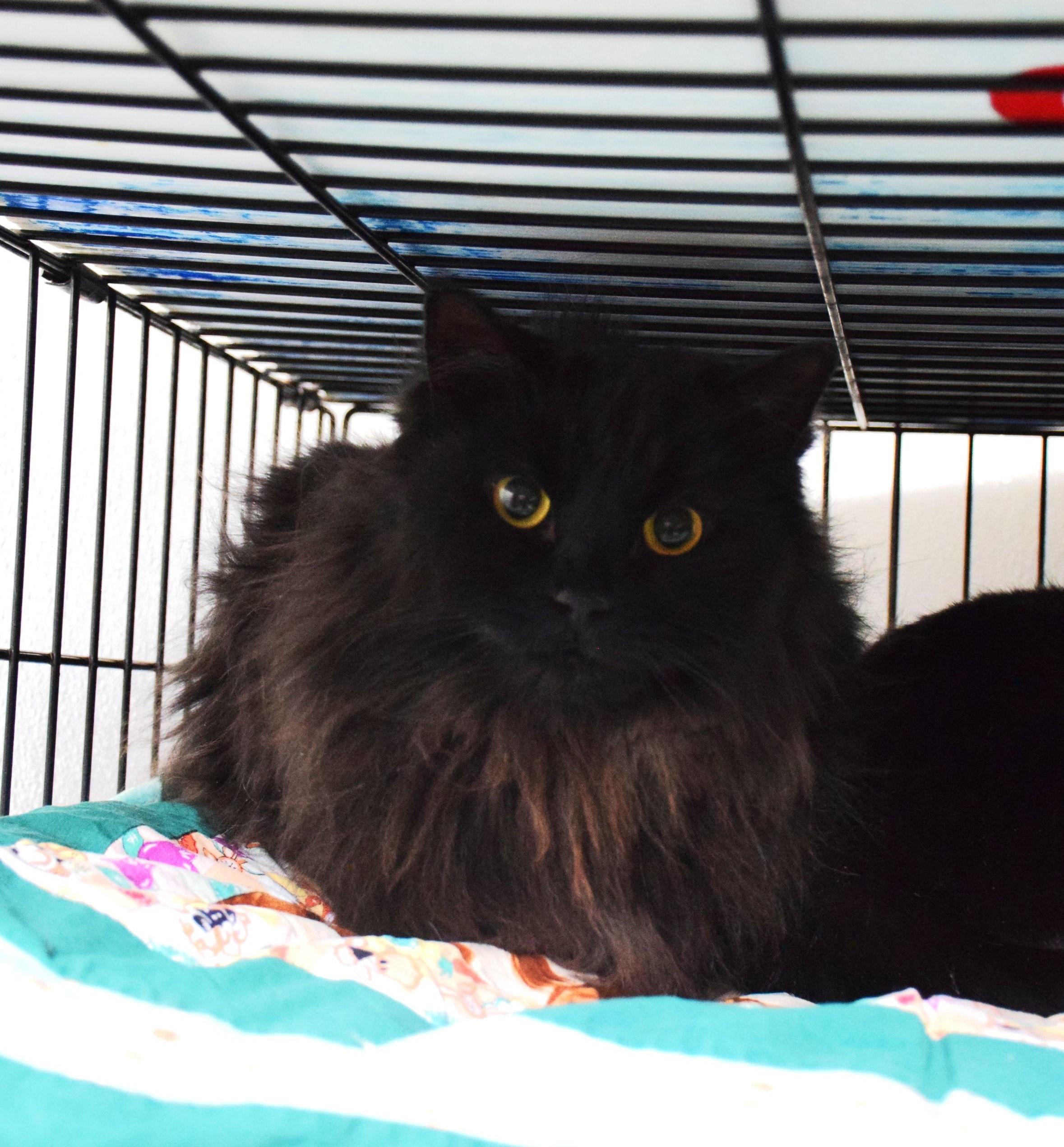 Freya, ADOPTABLE, Adult Female Domestic Long Hair.