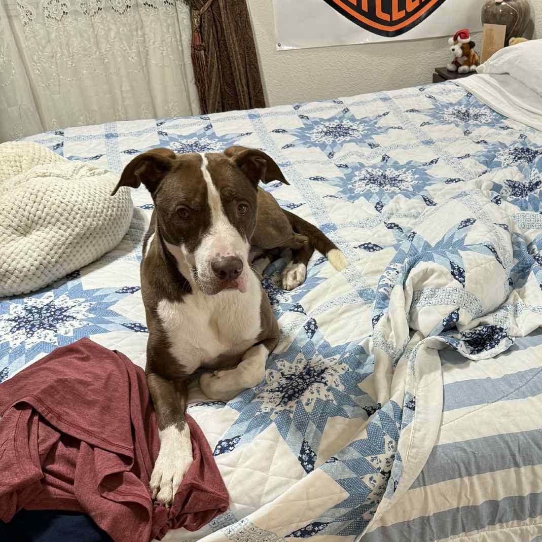 Toby, an adoptable Pit Bull Terrier in Eugene, OR, 97401 | Photo Image 1