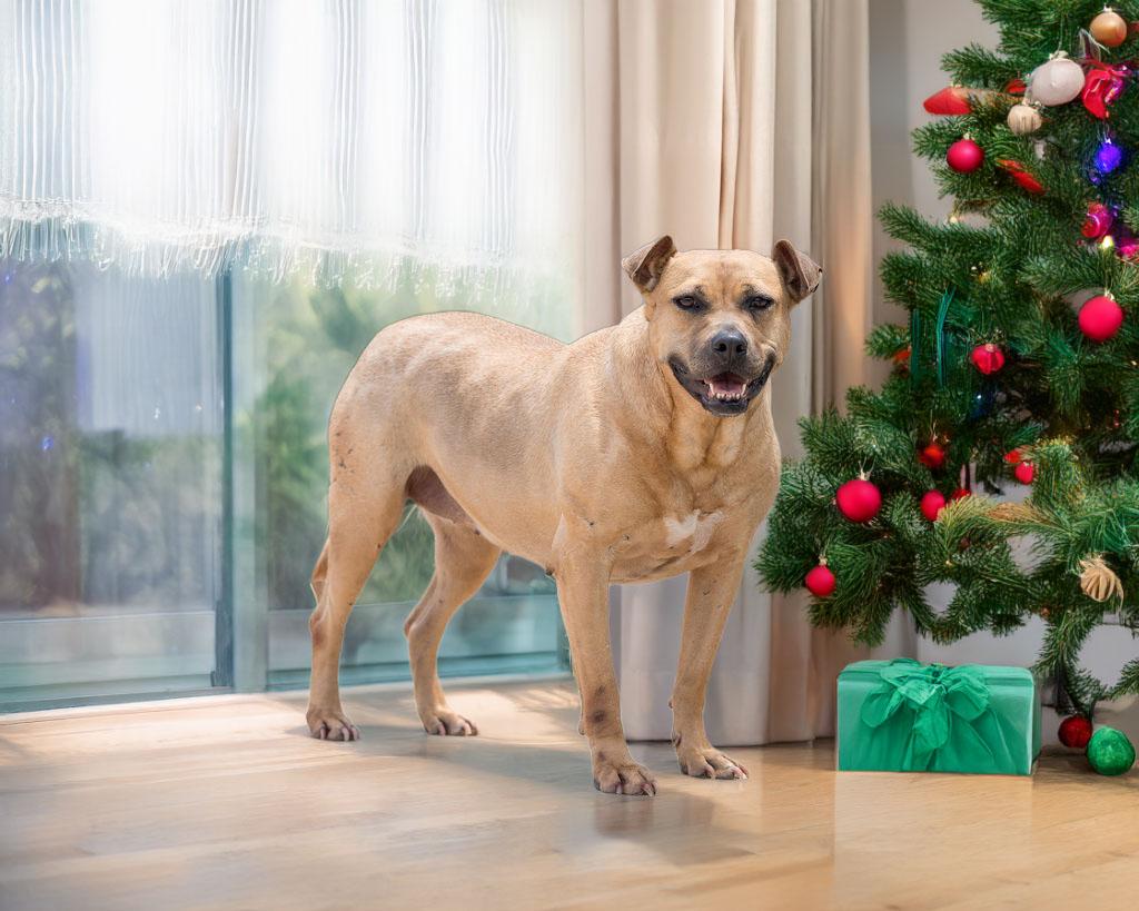 Enlarge Cinnamon, a Adoptable mixed breed in Winnabow, NC image 1/6