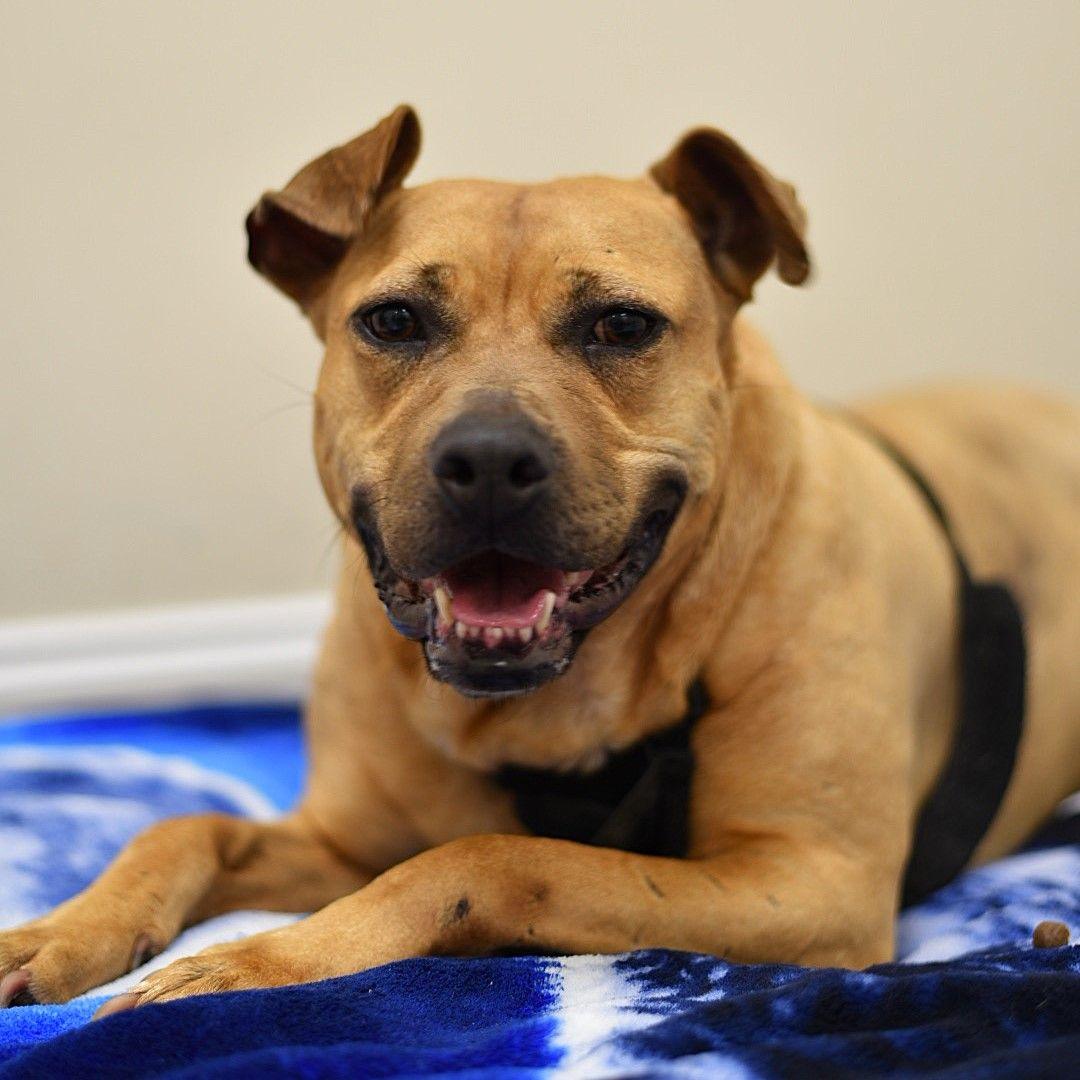 Enlarge Cinnamon, a Adoptable mixed breed in Winnabow, NC image 2/6