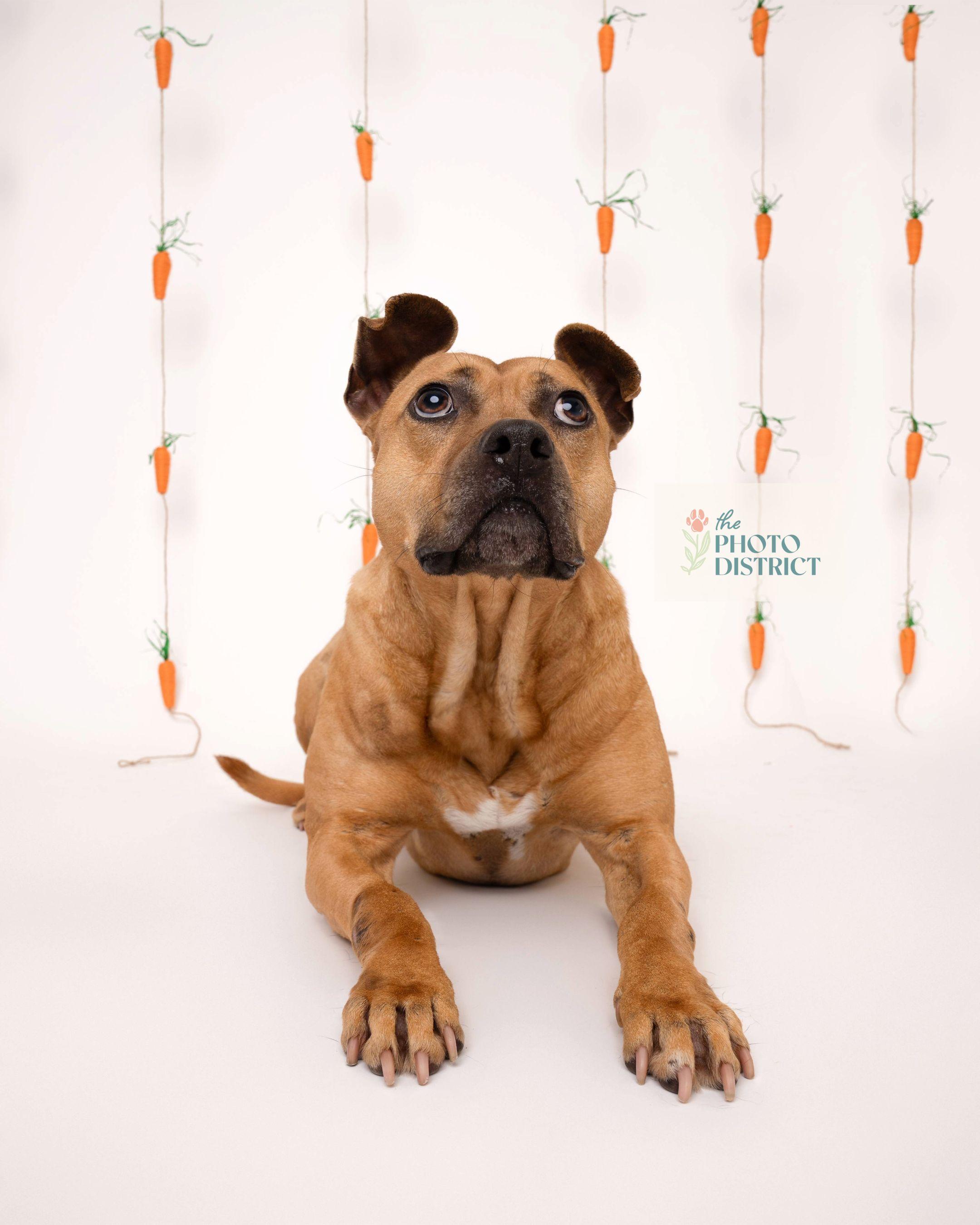 Enlarge Cinnamon, a Adoptable mixed breed in Winnabow, NC image 3/6