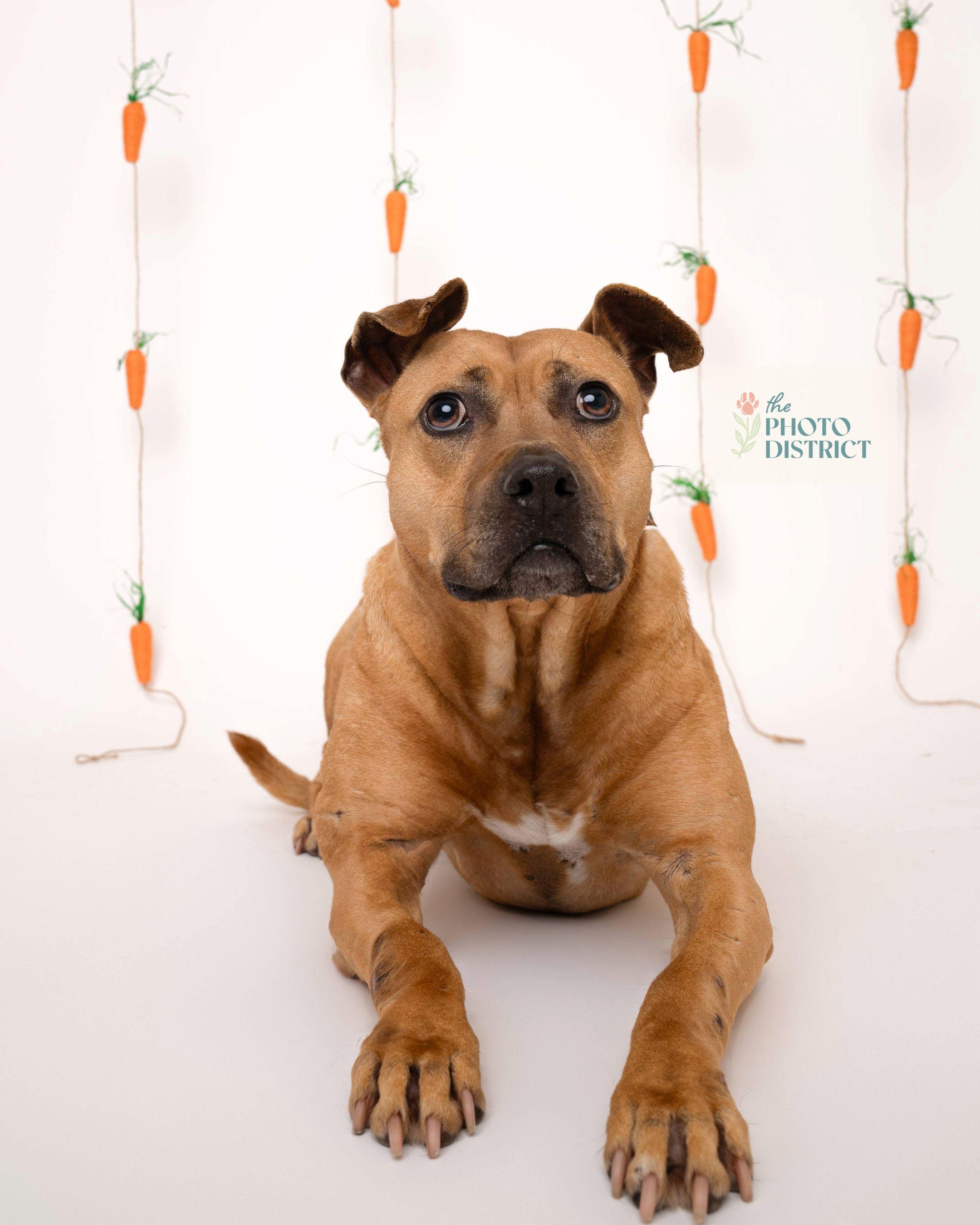 Enlarge Cinnamon, a Adoptable mixed breed in Winnabow, NC image 4/6