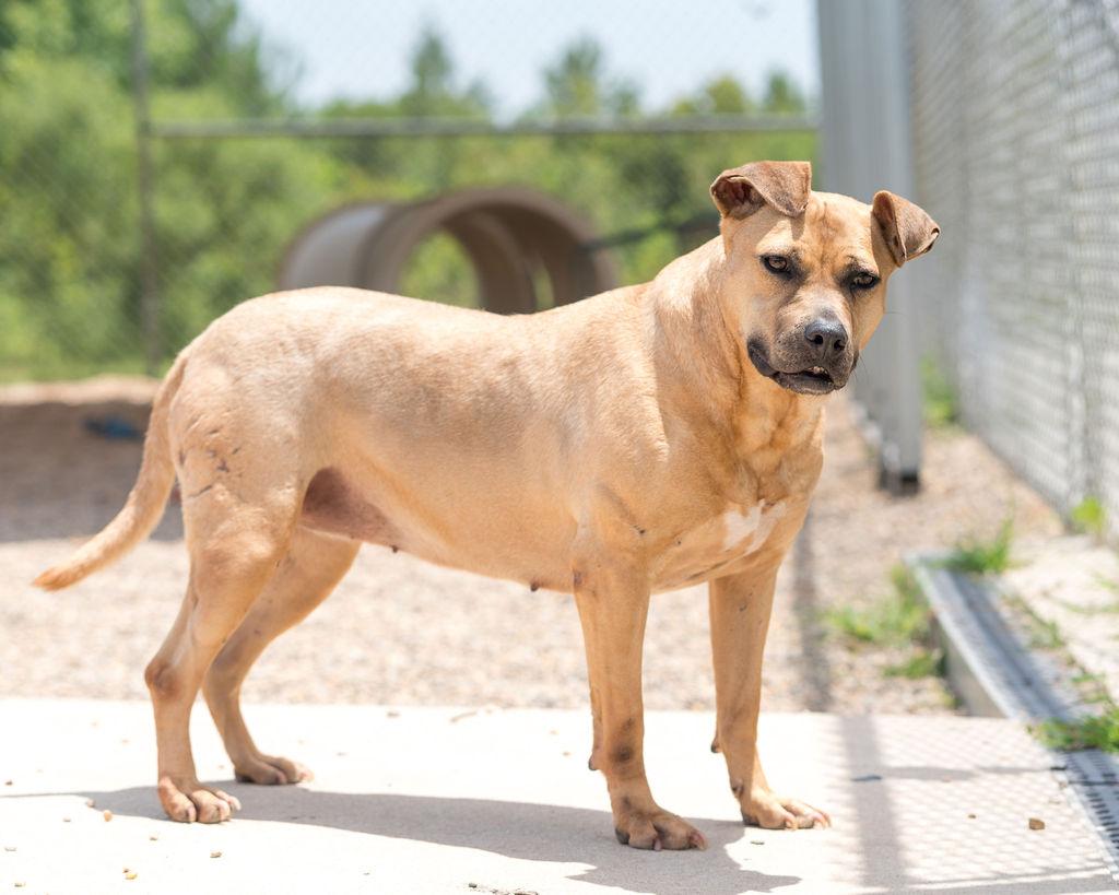 Enlarge Cinnamon, a Adoptable mixed breed in Winnabow, NC image 3/6