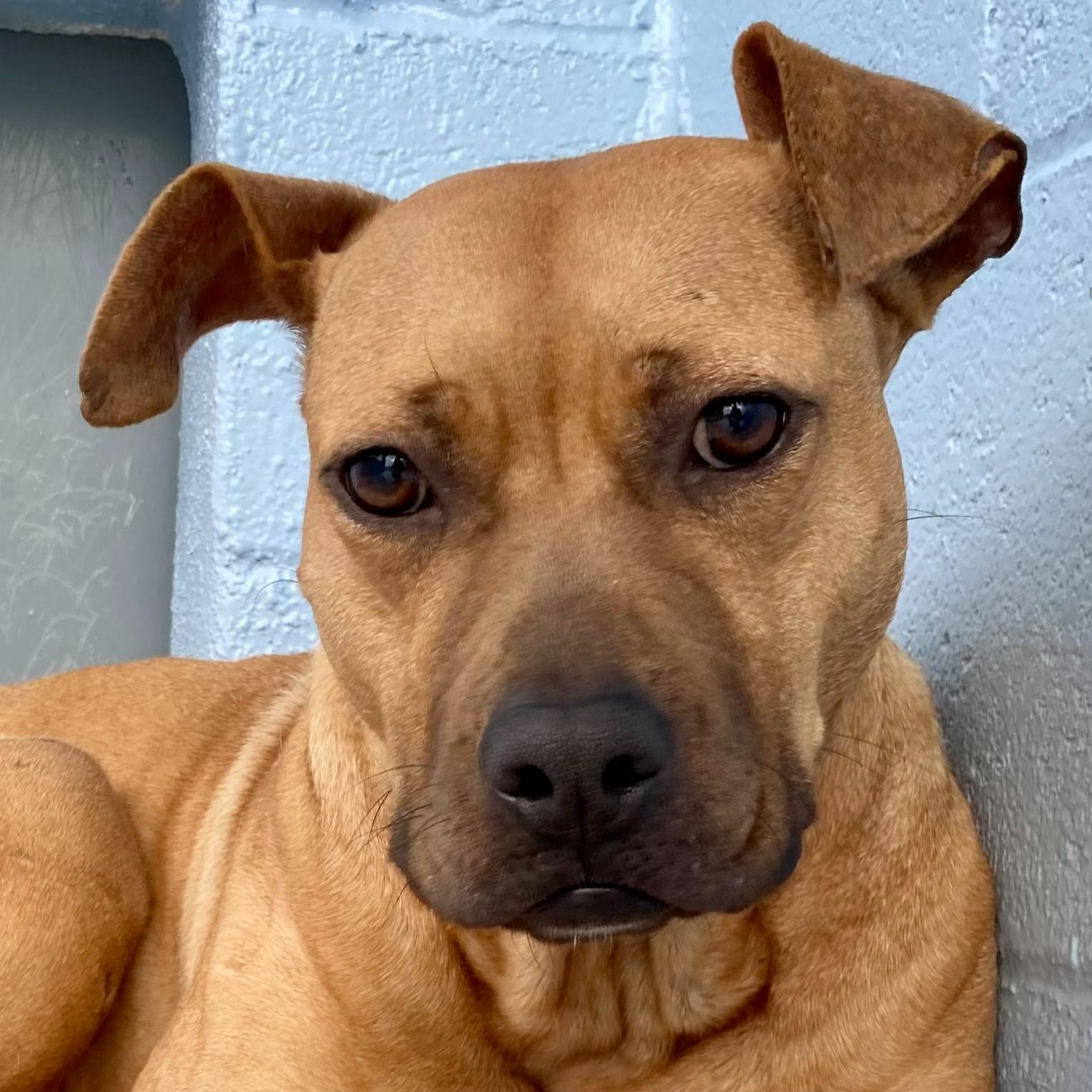 Enlarge Cinnamon, a Adoptable mixed breed in Winnabow, NC image 5/6