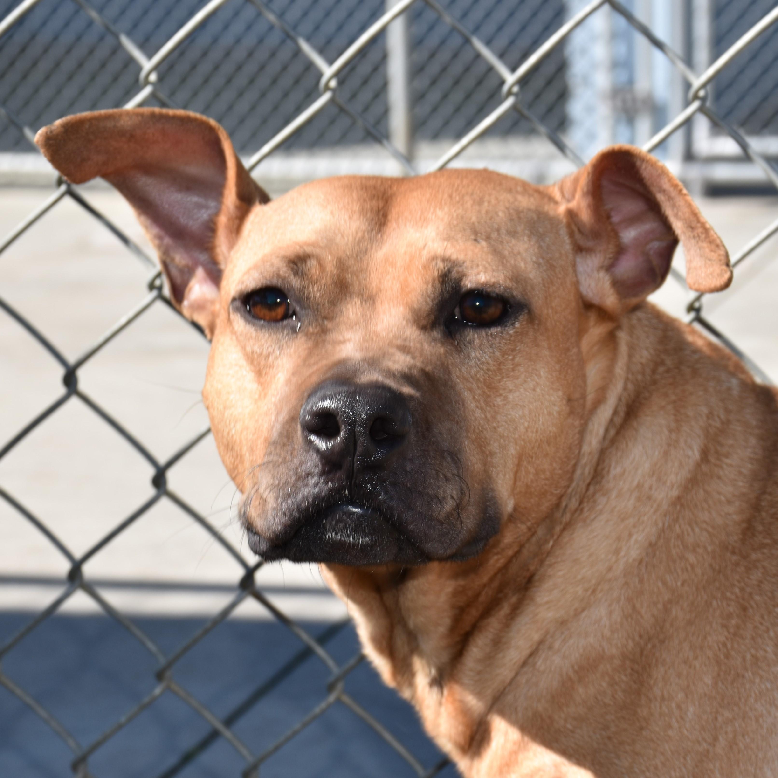 Enlarge Cinnamon, a Adoptable mixed breed in Winnabow, NC image 4/6