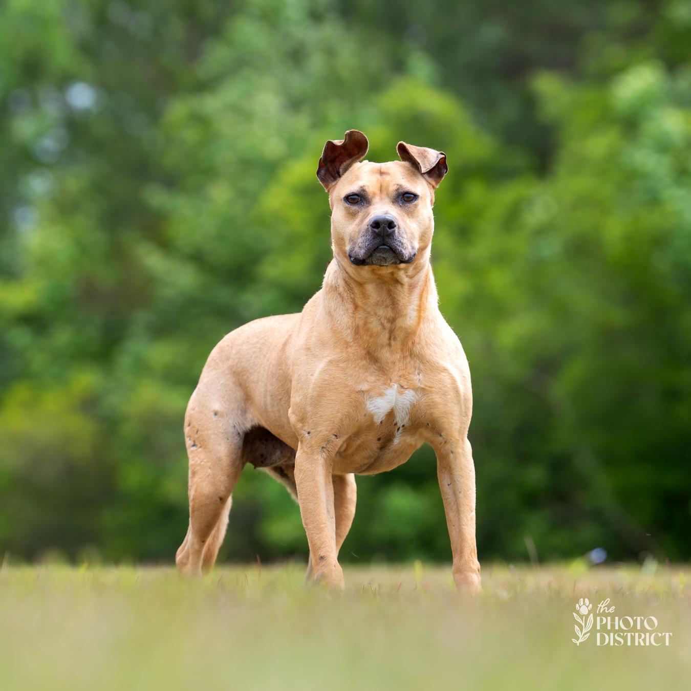 Enlarge Cinnamon, a Adoptable mixed breed in Winnabow, NC image 5/6