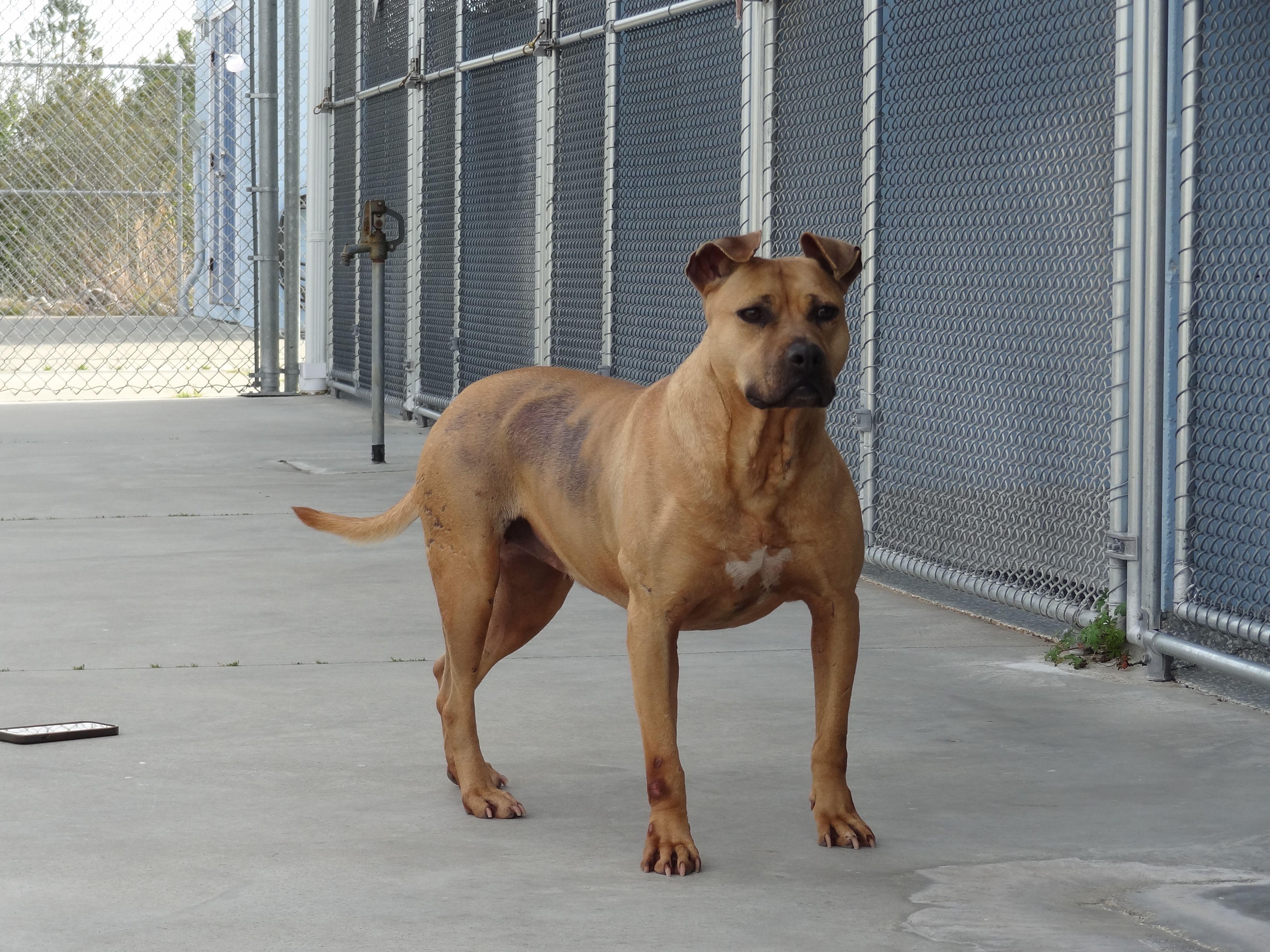 Enlarge Cinnamon, a Adoptable mixed breed in Winnabow, NC image 6/6