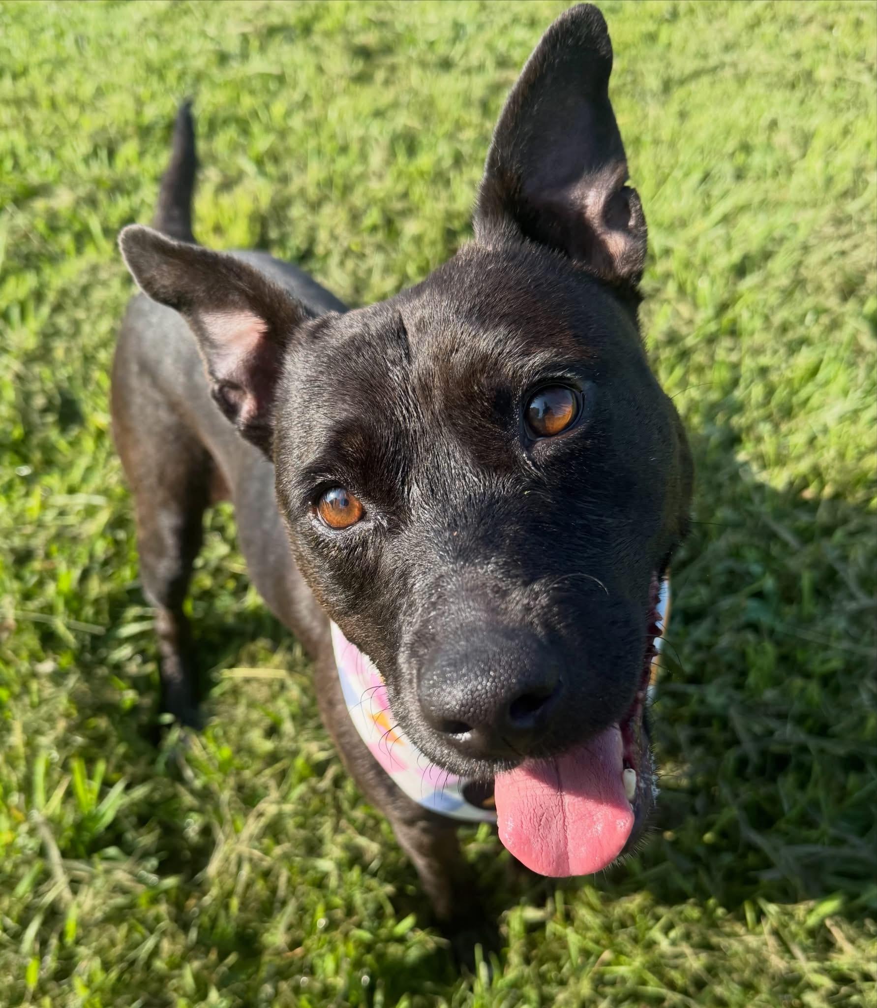Corley, a ADOPTABLE mixed breed in Lebanon, TN image 2/3