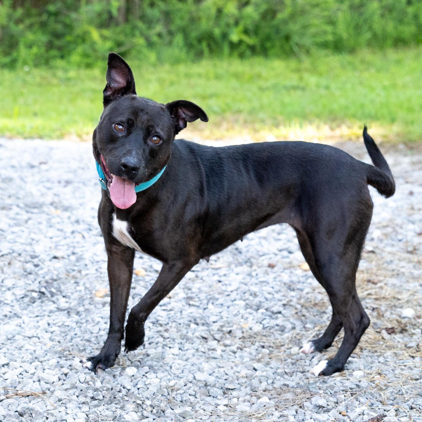 Enlarge Corley, an adopted mixed breed in Lebanon, TN image 5/6