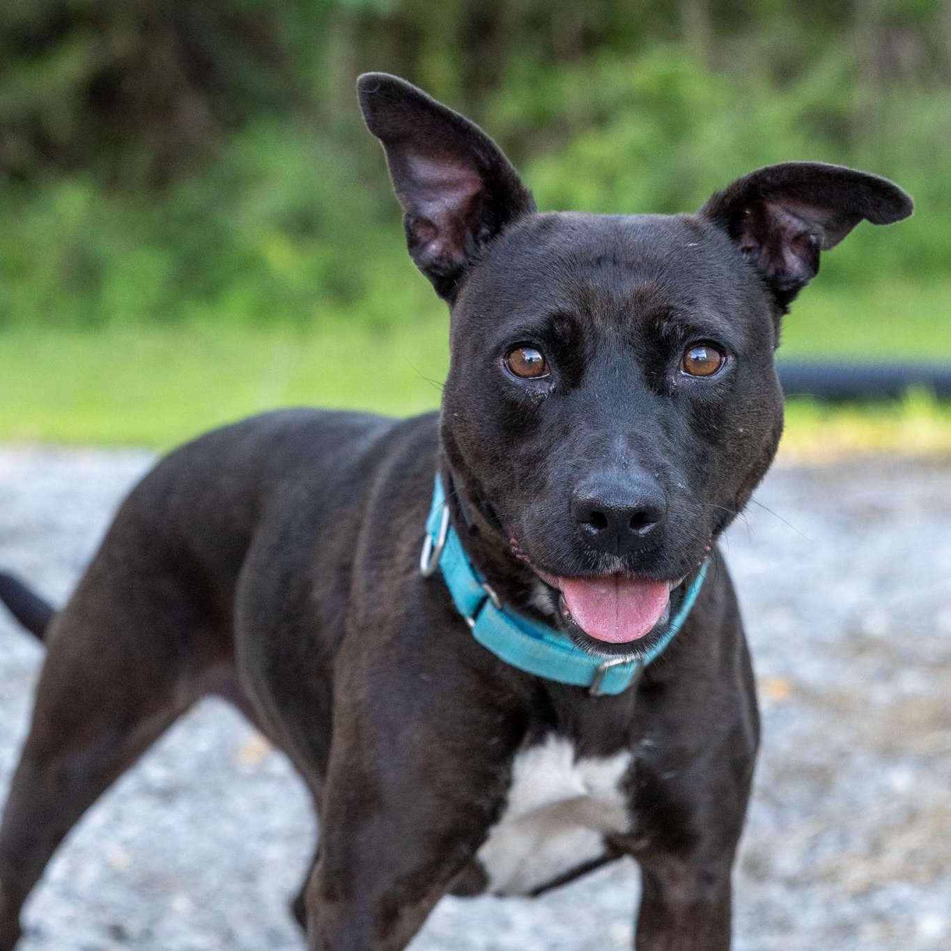 Enlarge Corley, an adopted mixed breed in Lebanon, TN image 1/6