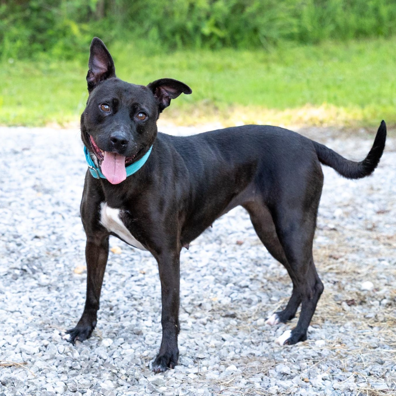 Enlarge Corley, an adopted mixed breed in Lebanon, TN image 2/6