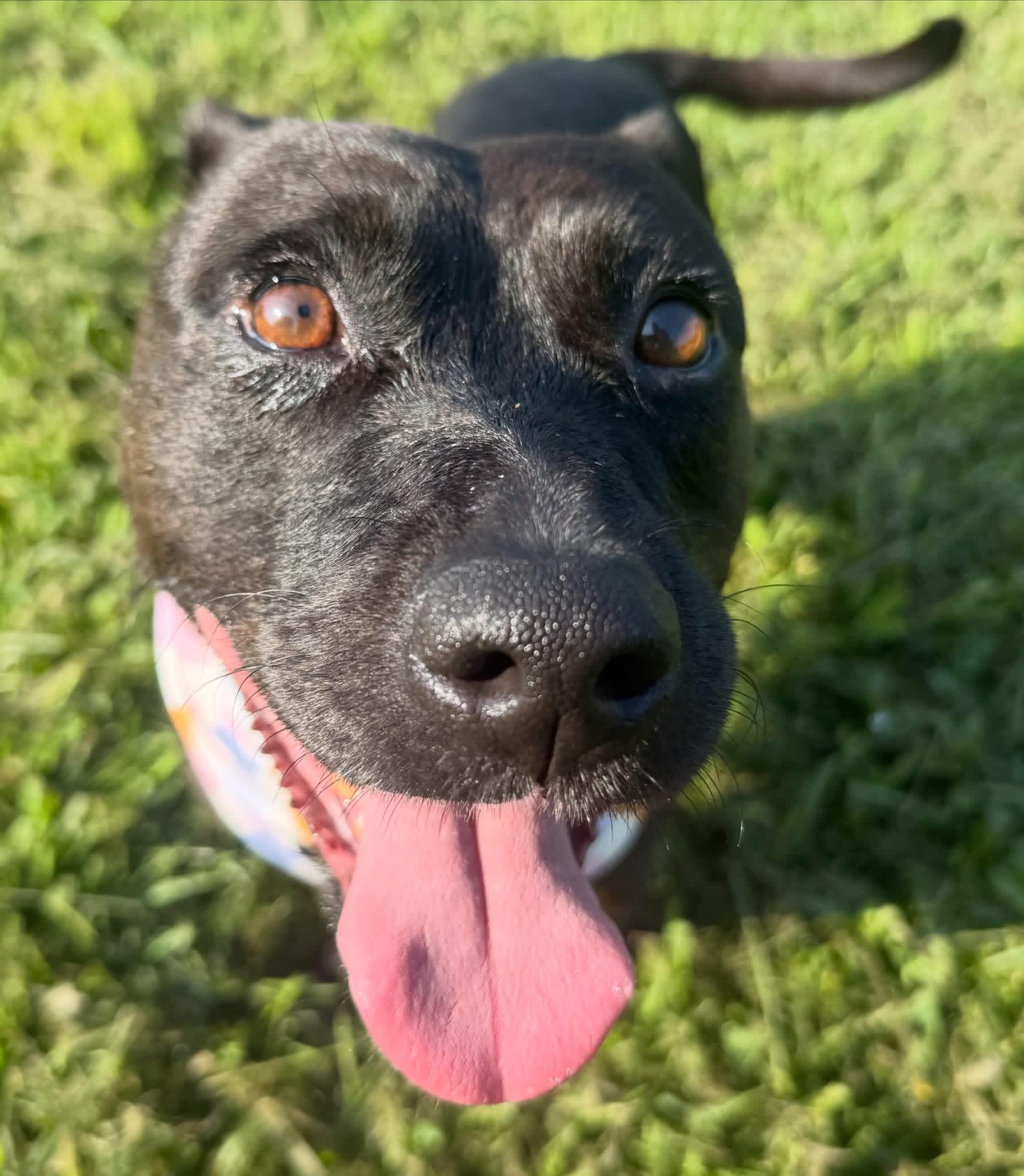Corley, a ADOPTABLE mixed breed in Lebanon, TN image 3/3