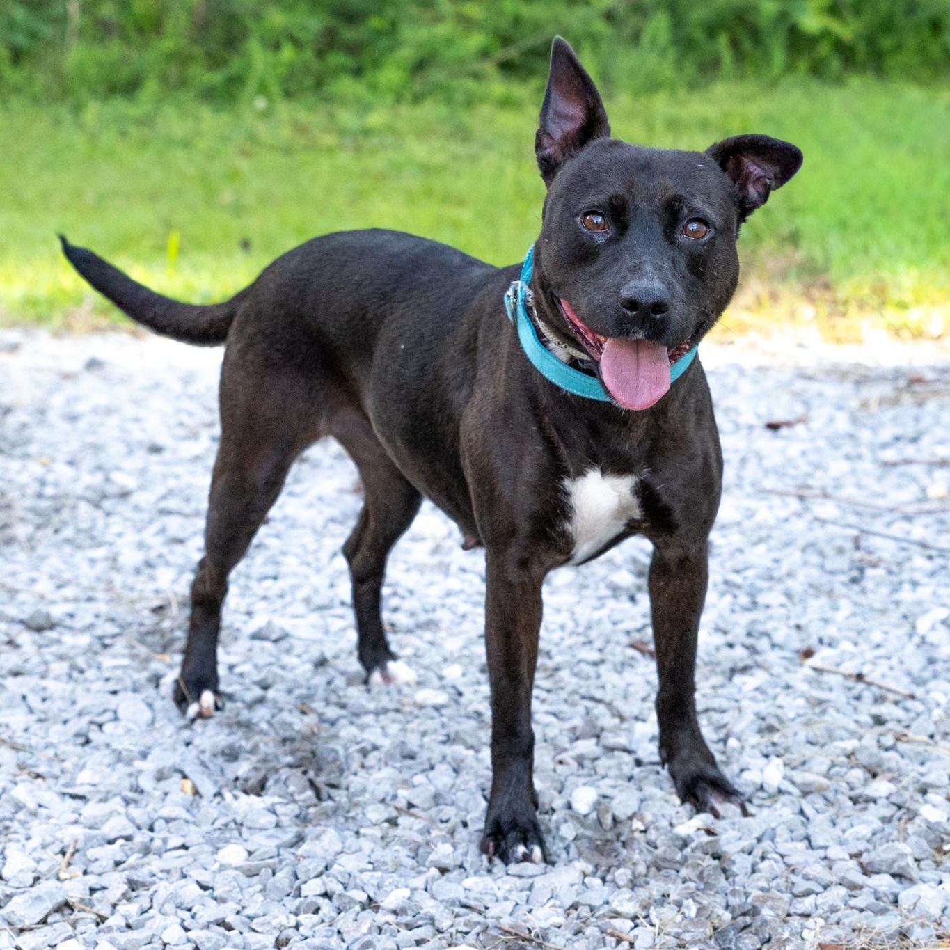 Enlarge Corley, an adopted mixed breed in Lebanon, TN image 3/6