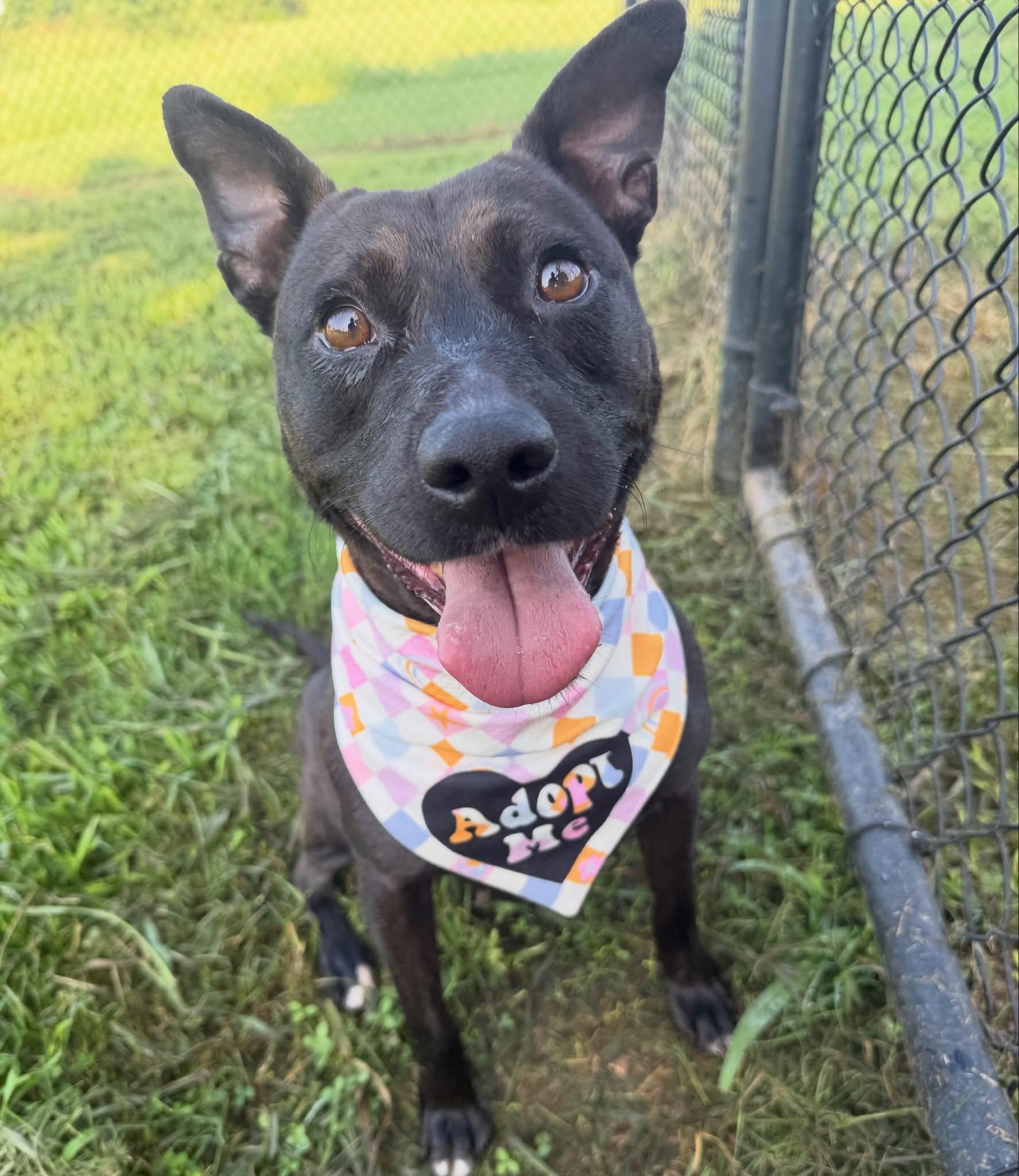 Corley, ADOPTABLE, Young Female Pit Bull Terrier & Black Labrador Retriever.