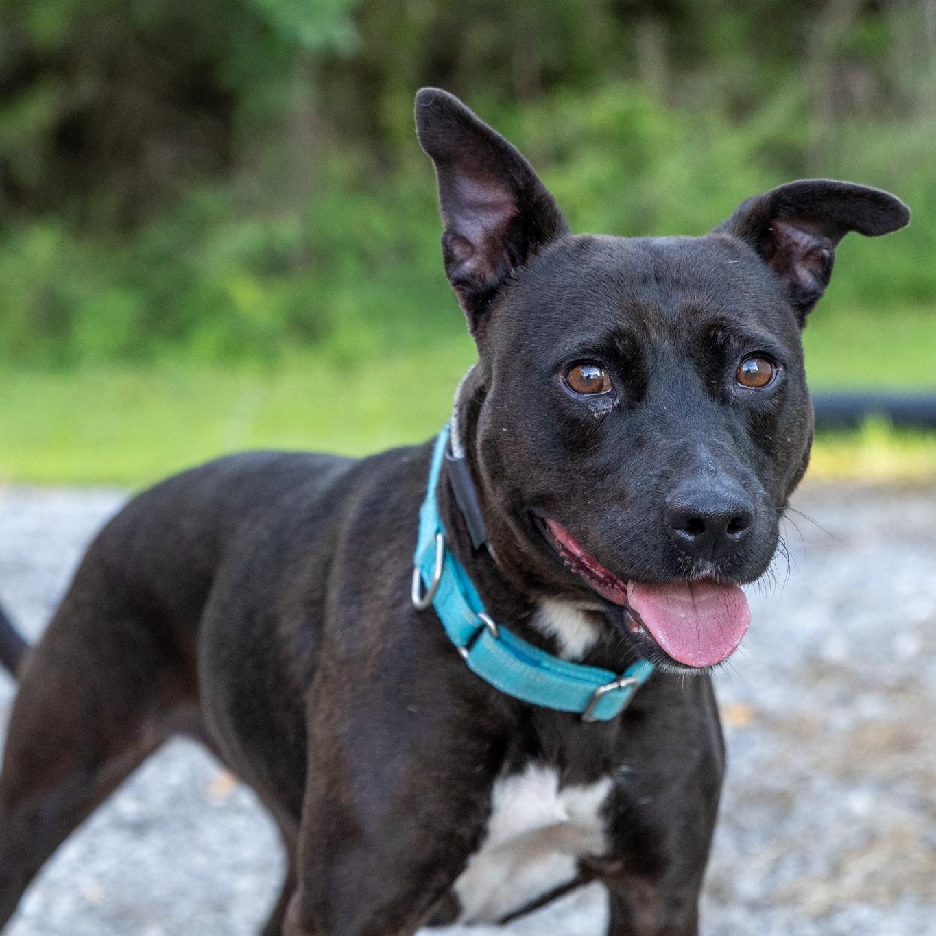 Enlarge Corley, an adopted mixed breed in Lebanon, TN image 6/6