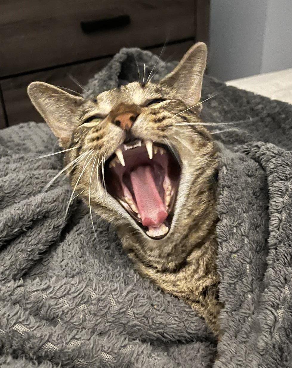 Enlarge Bach, a Adoptable Domestic Short Hair in Mississauga, ON image 1/6