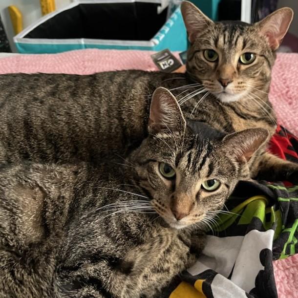 Enlarge Bach, a Adoptable Domestic Short Hair in Mississauga, ON image 2/6