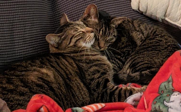 Enlarge Bach, a Adoptable Domestic Short Hair in Mississauga, ON image 6/6