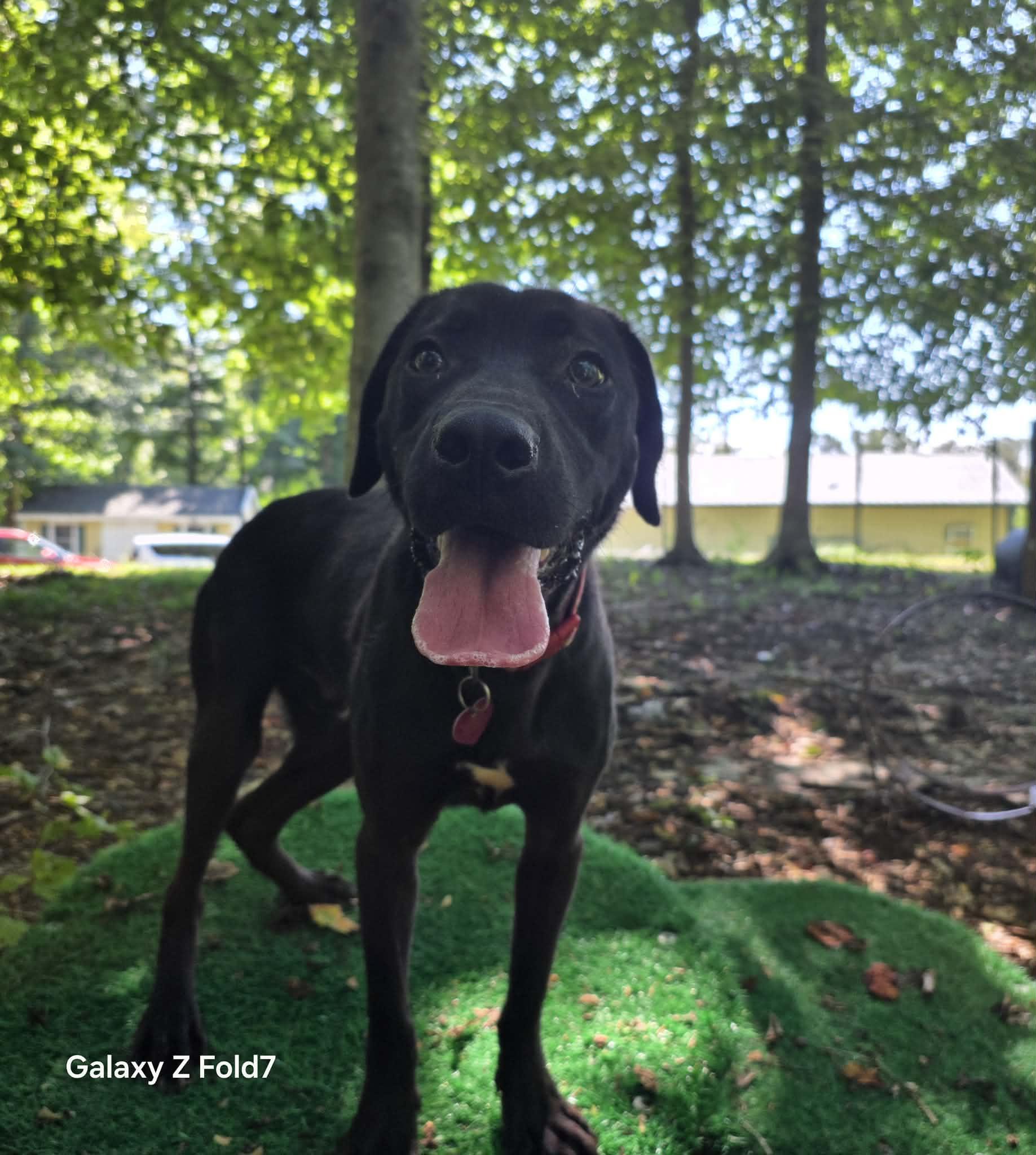 Tito, ADOPTABLE, Young Male Black Labrador Retriever.