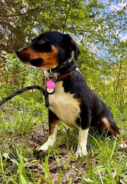 Enlarge MALIBU, a ADOPTABLE mixed breed in Waverly, TN image 2/4
