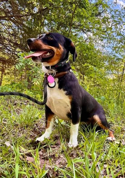 Enlarge MALIBU, a ADOPTABLE mixed breed in Waverly, TN image 4/4