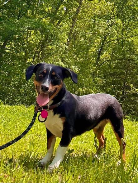 MALIBU, ADOPTABLE, Young Female Dachshund & Beagle.