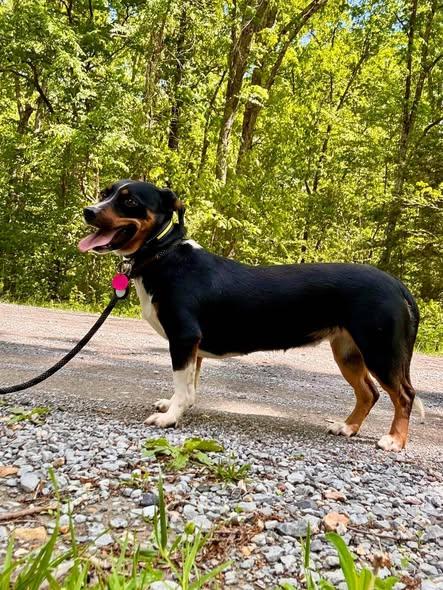 Enlarge MALIBU, a ADOPTABLE mixed breed in Waverly, TN image 3/4