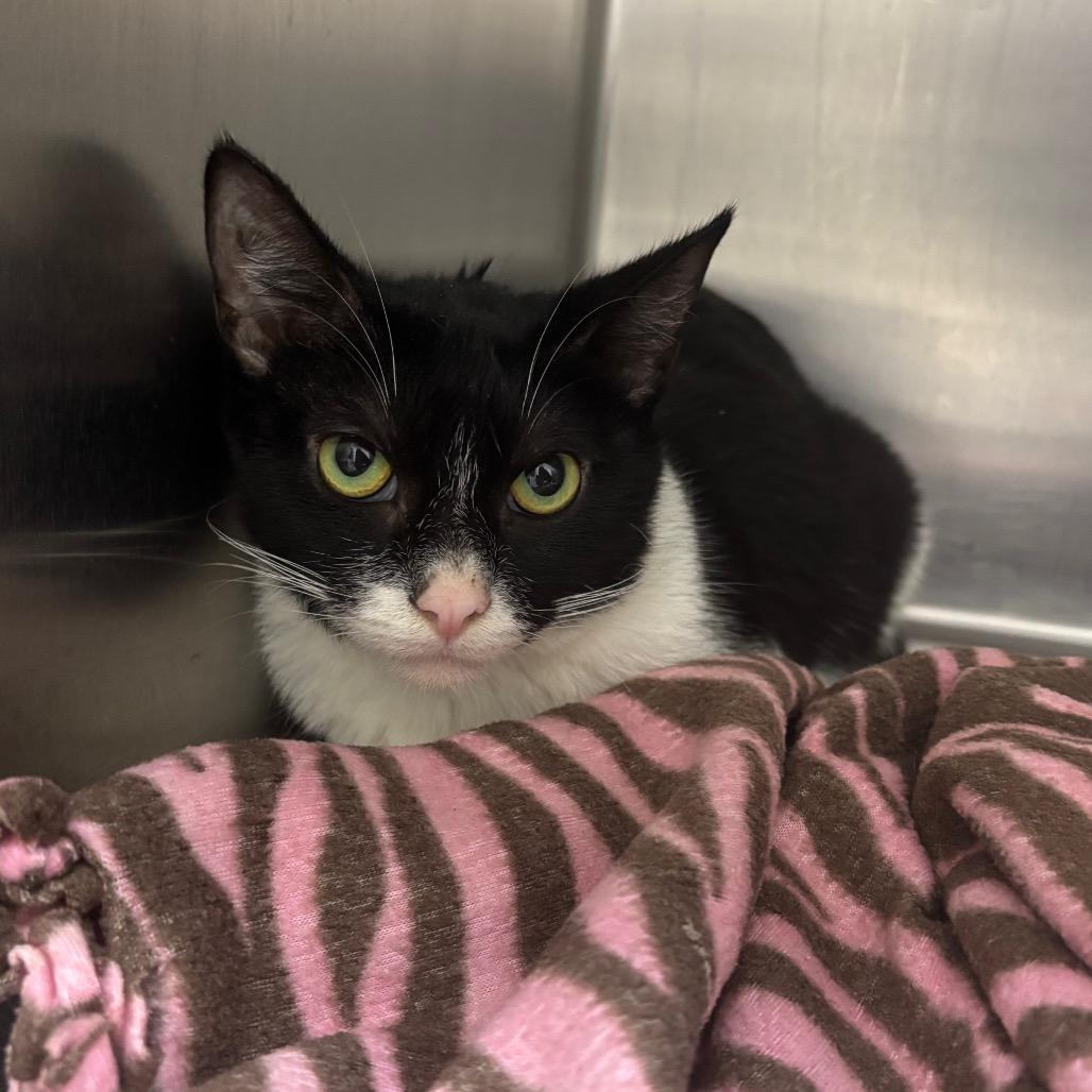 Enlarge Turtle, a Adoptable Domestic Short Hair in Grand Rapids, MI image 1/1