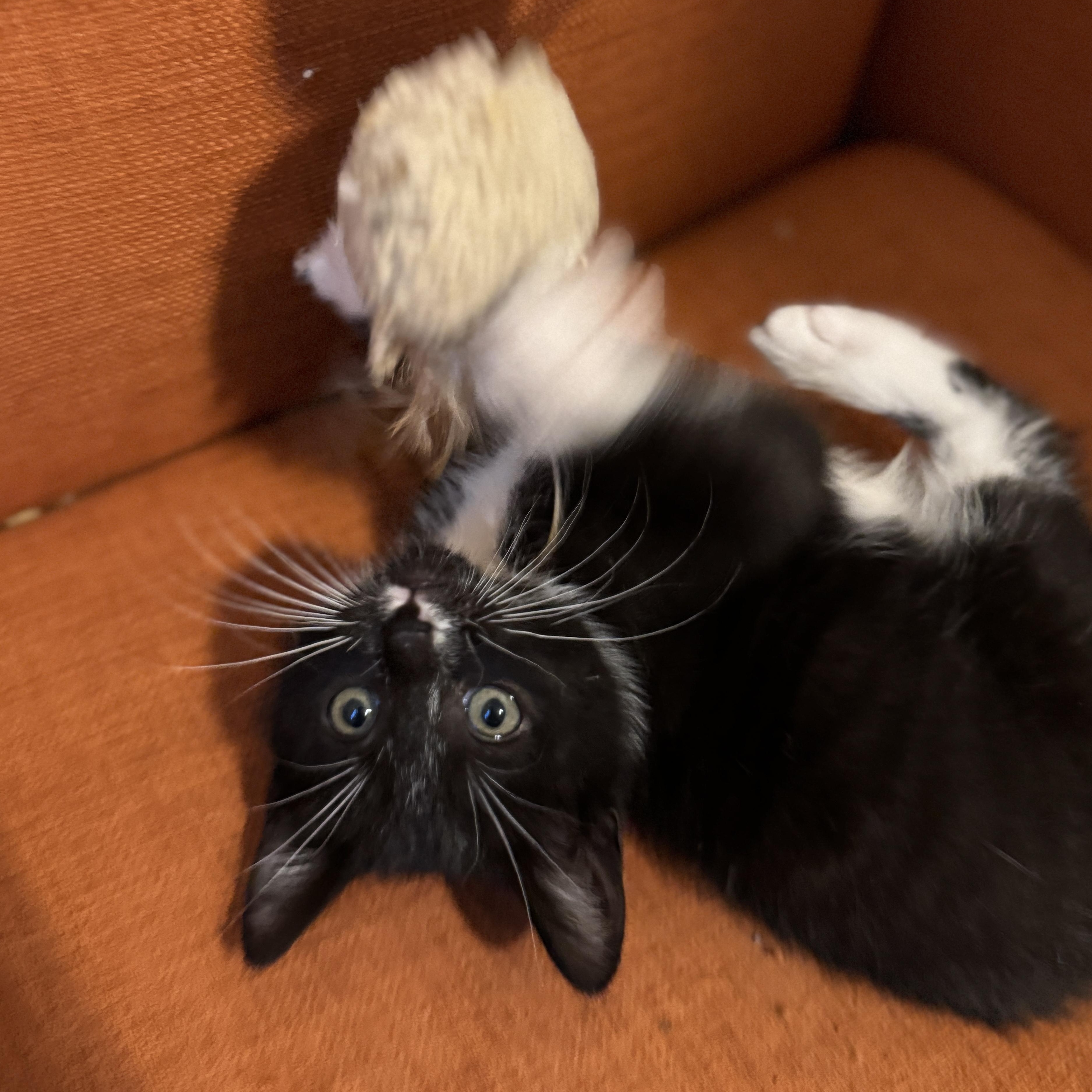 Enlarge Mozarella, an adopted Domestic Short Hair in Vancouver, WA image 1/5