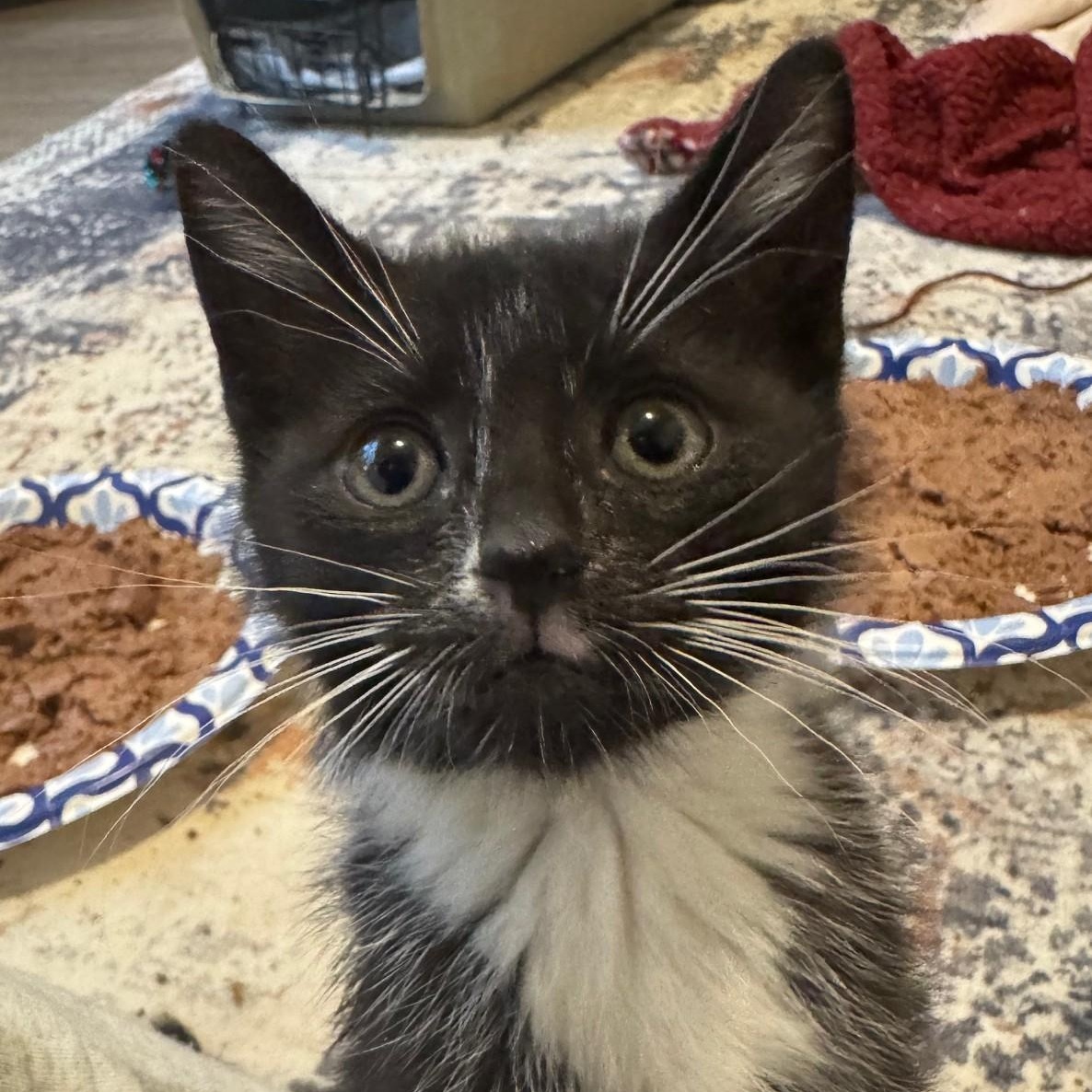 Enlarge Mozarella, an adopted Domestic Short Hair in Vancouver, WA image 5/5