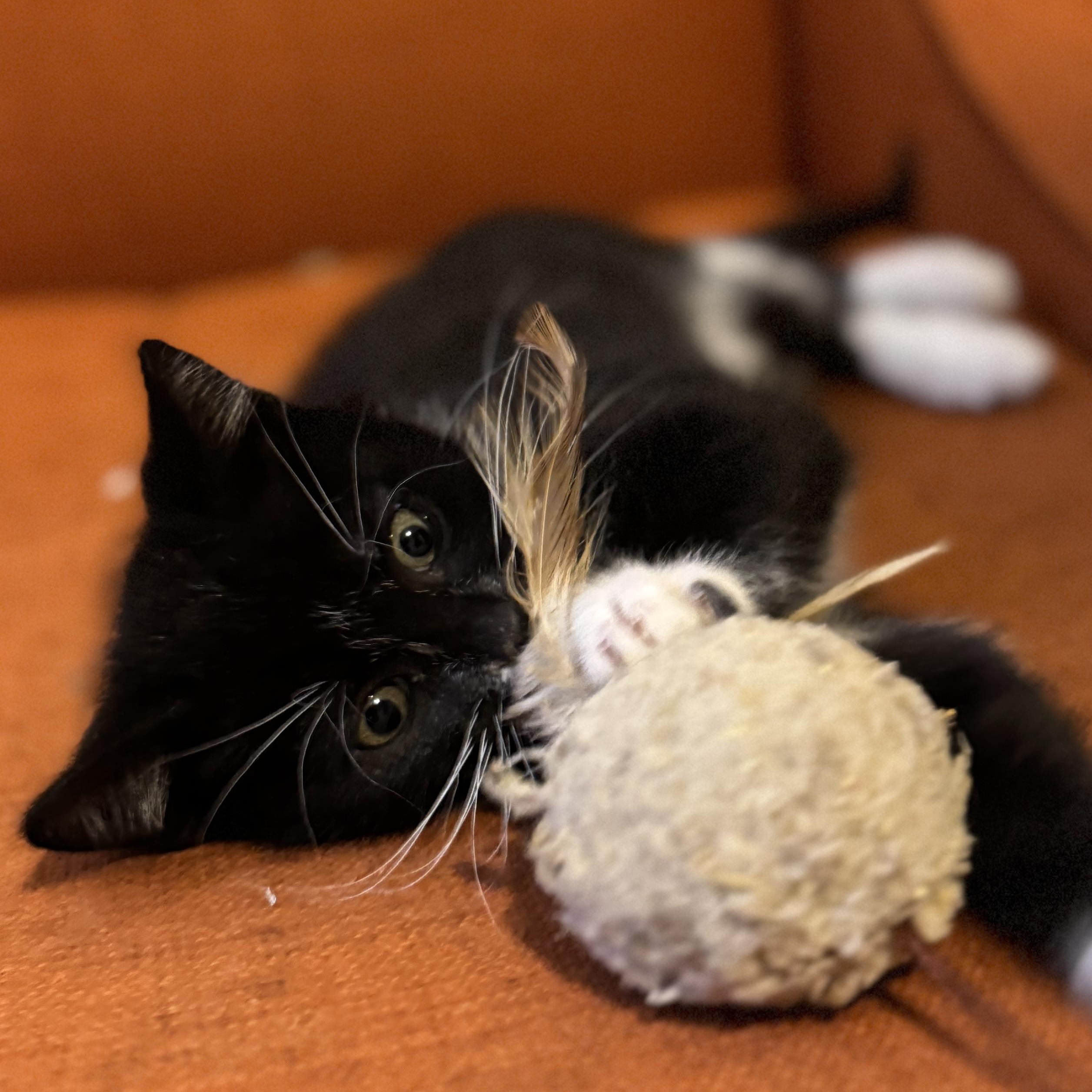 Enlarge Mozarella, an adopted Domestic Short Hair in Vancouver, WA image 3/5