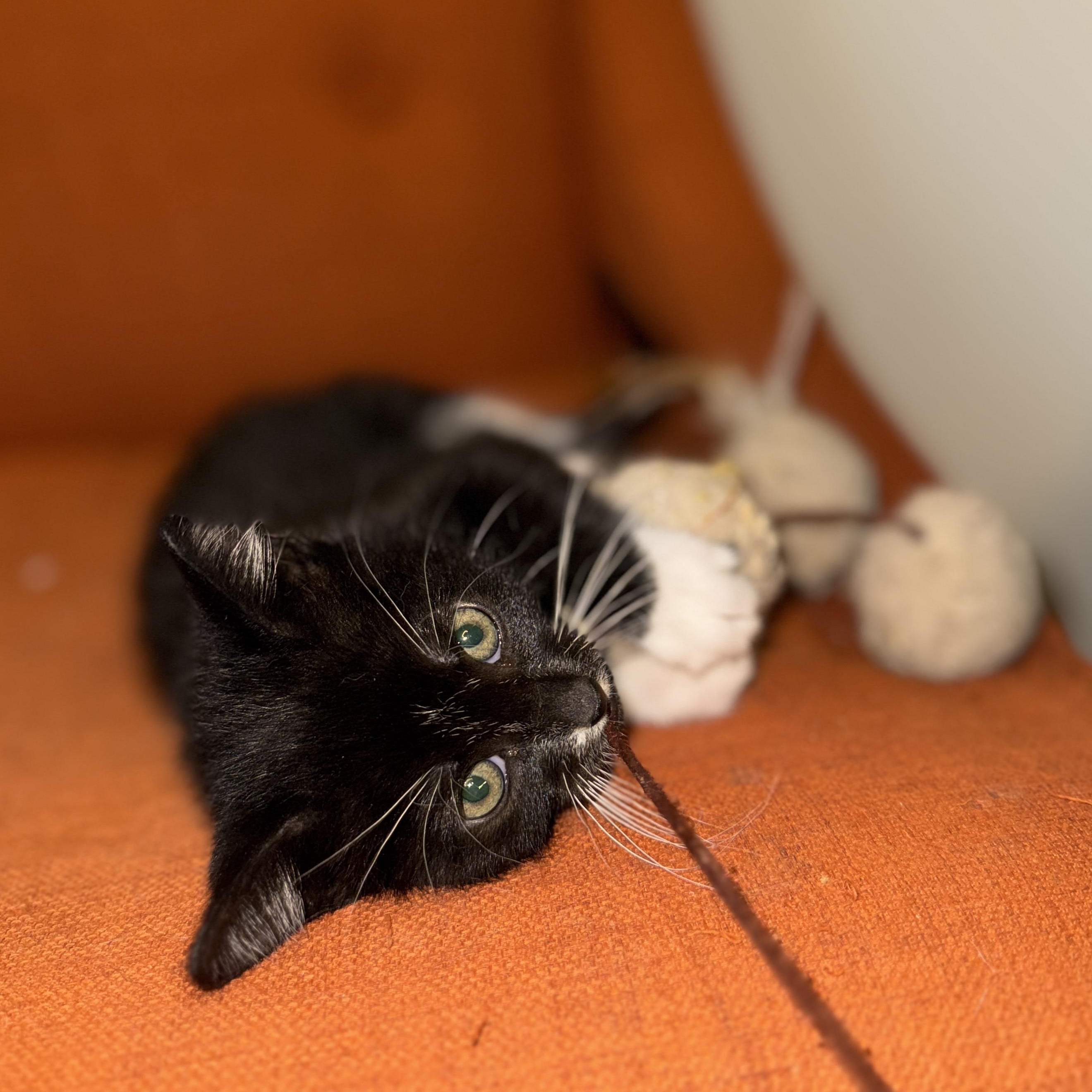 Enlarge Mozarella, an adopted Domestic Short Hair in Vancouver, WA image 4/5