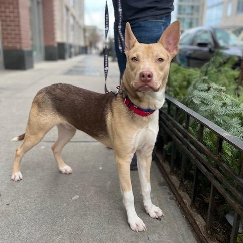 Enlarge Mayor Brian, a Adoptable mixed breed in Brooklyn, NY image 1/6