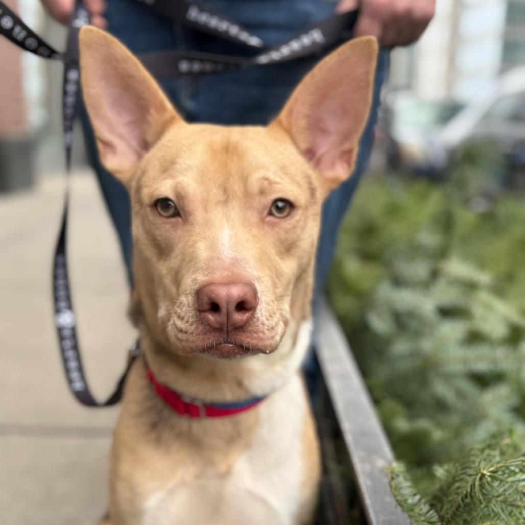 Enlarge Mayor Brian, a Adoptable mixed breed in Brooklyn, NY image 2/6