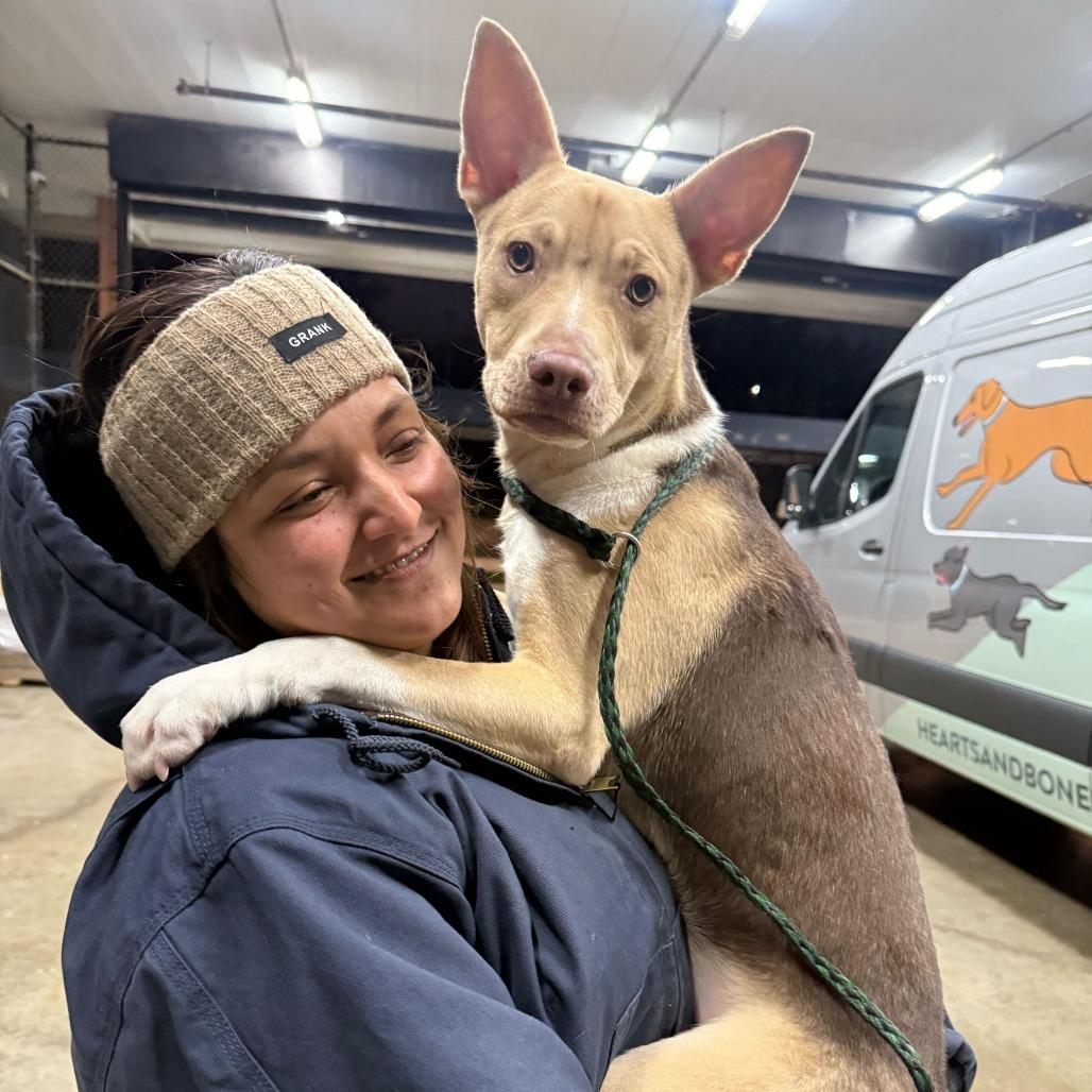 Enlarge Mayor Brian, a Adoptable mixed breed in Brooklyn, NY image 3/6