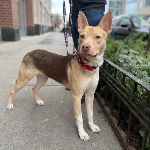 Enlarge Mayor Brian, a Adoptable mixed breed in Brooklyn, NY image 5/6