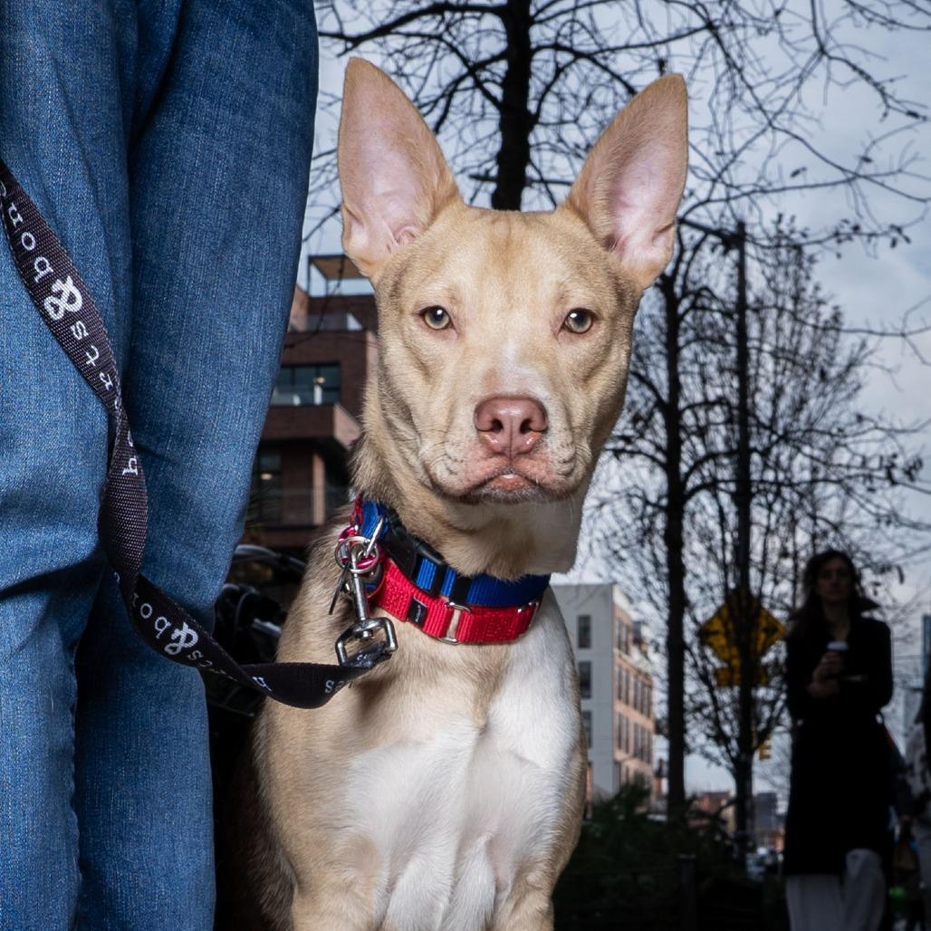 Enlarge Mayor Brian, a Adoptable mixed breed in Brooklyn, NY image 6/6