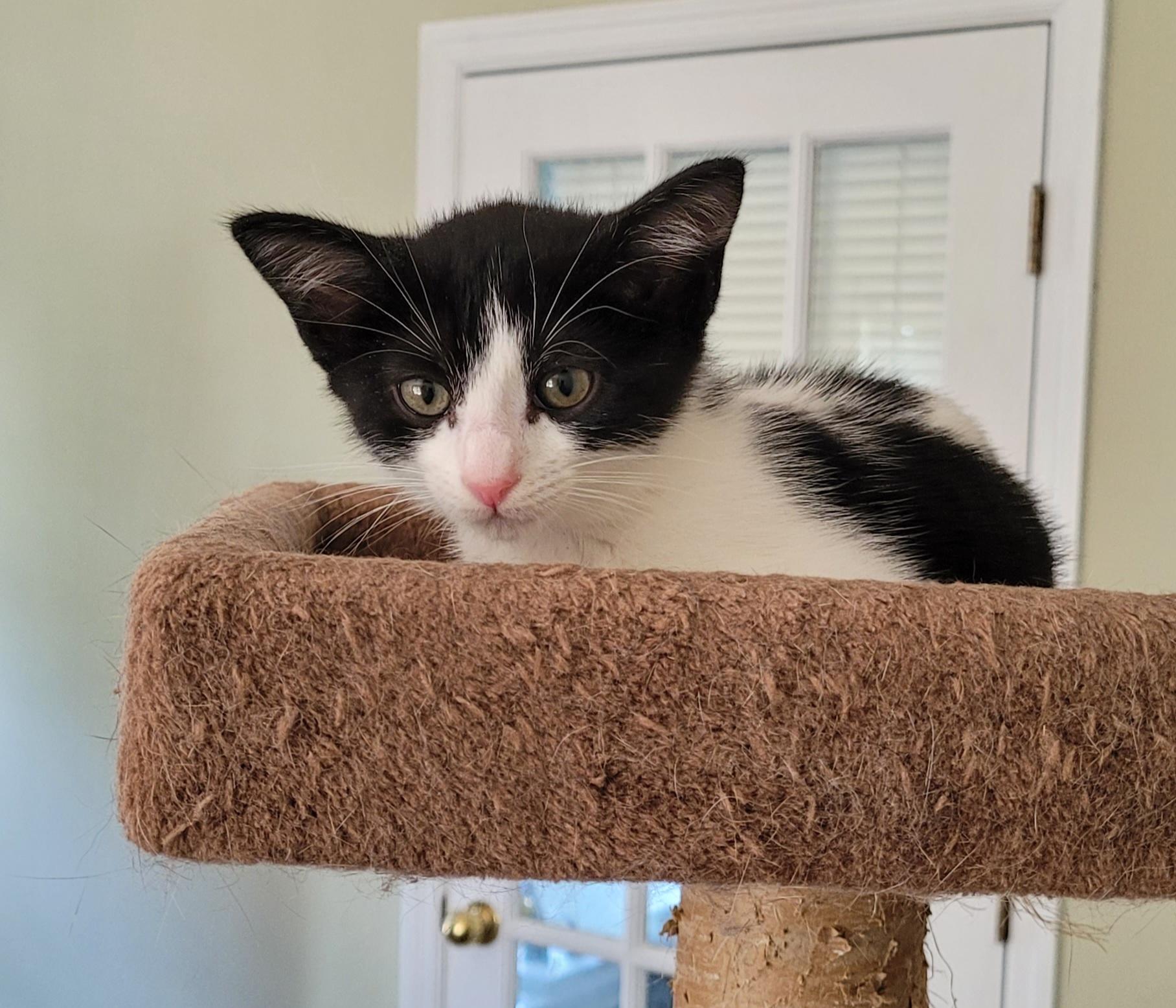 Cats for Adoption Near 30017, GA | Petfinder