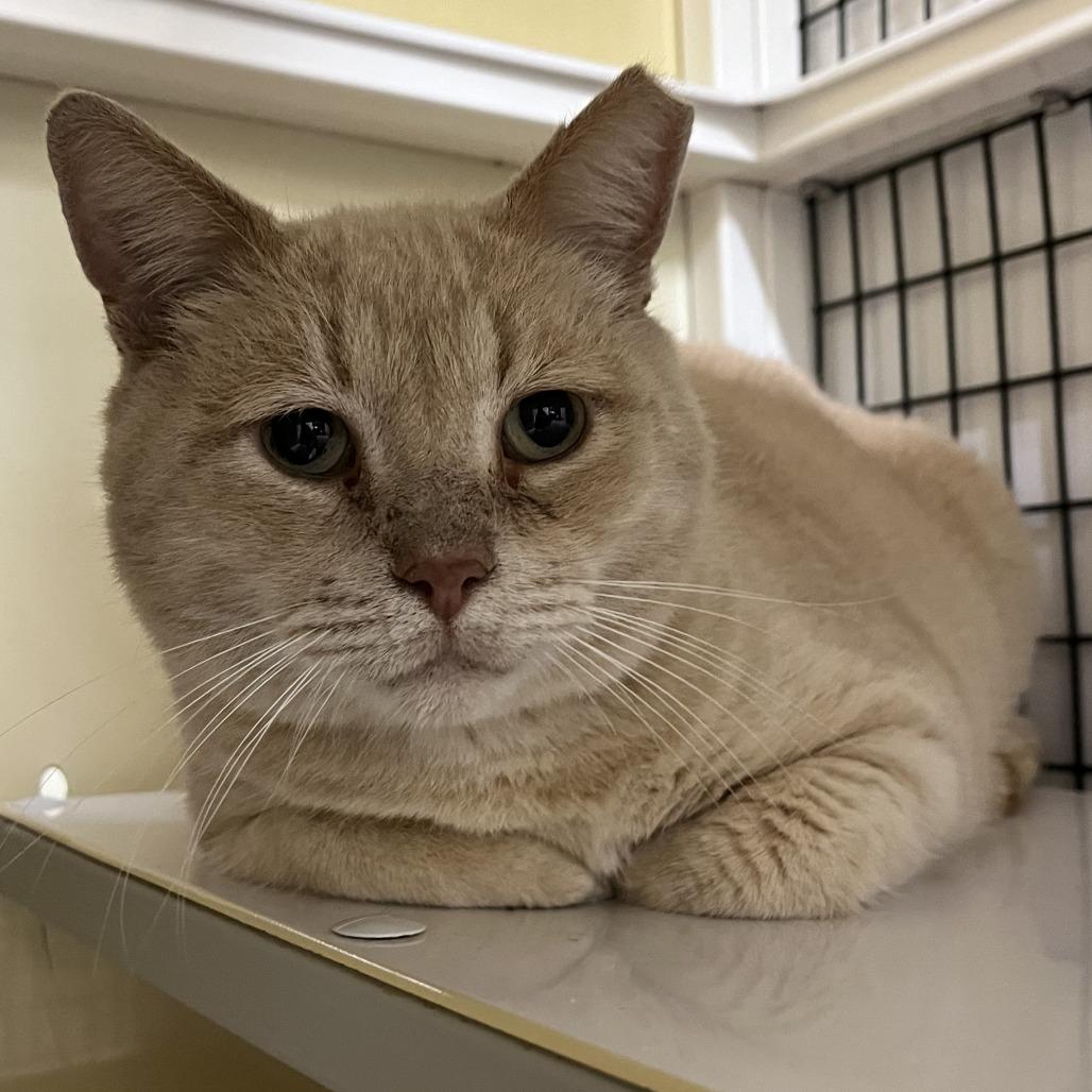 Enlarge Buff, a Adoptable Domestic Short Hair in Folsom, LA image 1/1