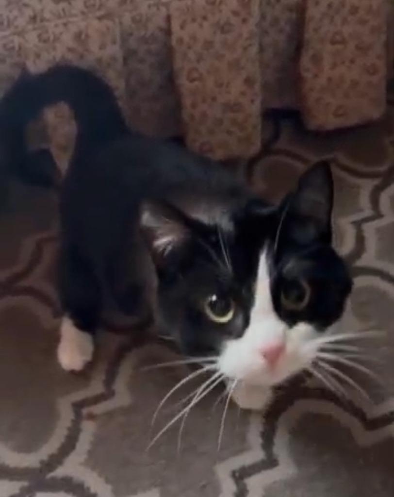 Dory, Adoptable, Kitten Female Domestic Short Hair.