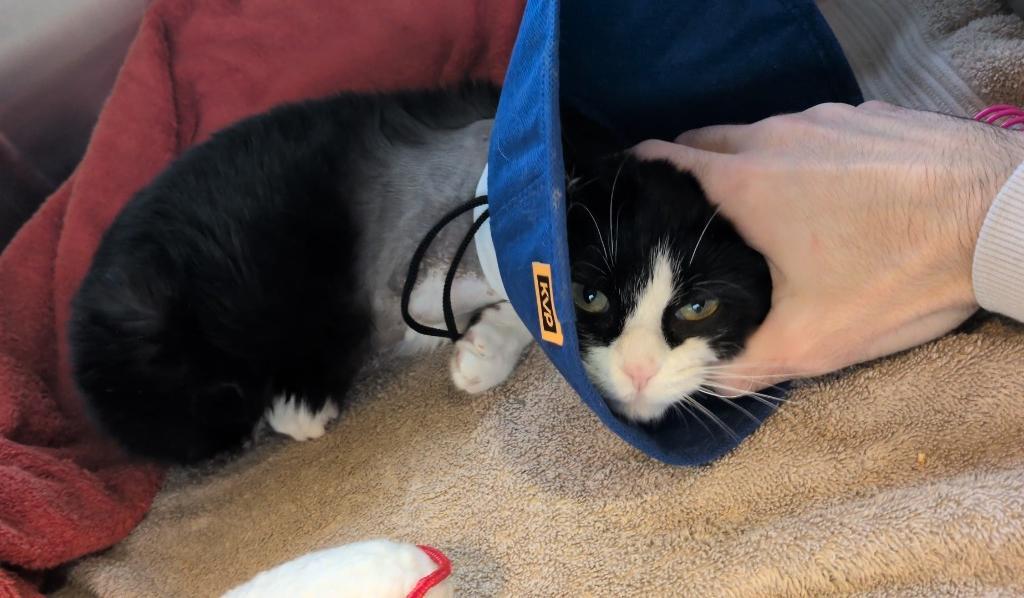 Dory, a Adoptable mixed breed in Hyde Park, NY image 3/6