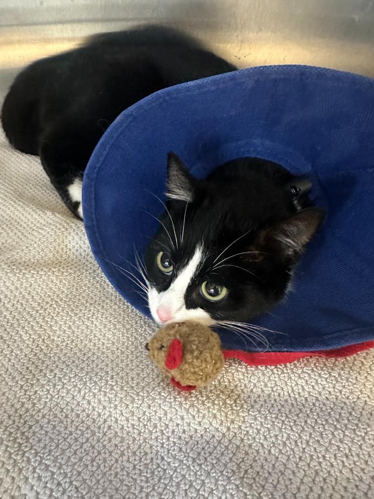 Dory, a Adoptable mixed breed in Hyde Park, NY image 4/6