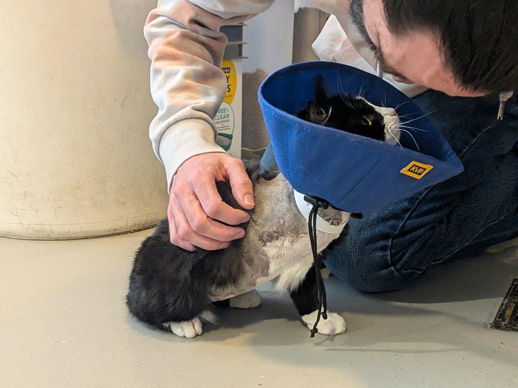 Dory, a Adoptable mixed breed in Hyde Park, NY image 5/6