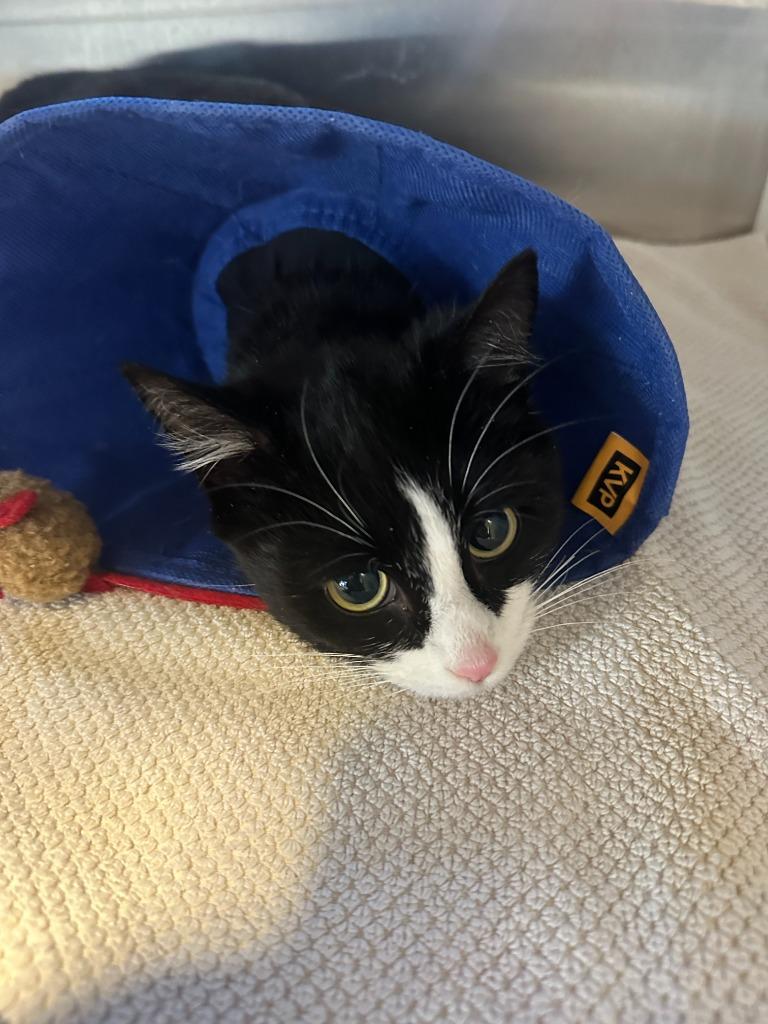 Dory, a Adoptable mixed breed in Hyde Park, NY image 6/6