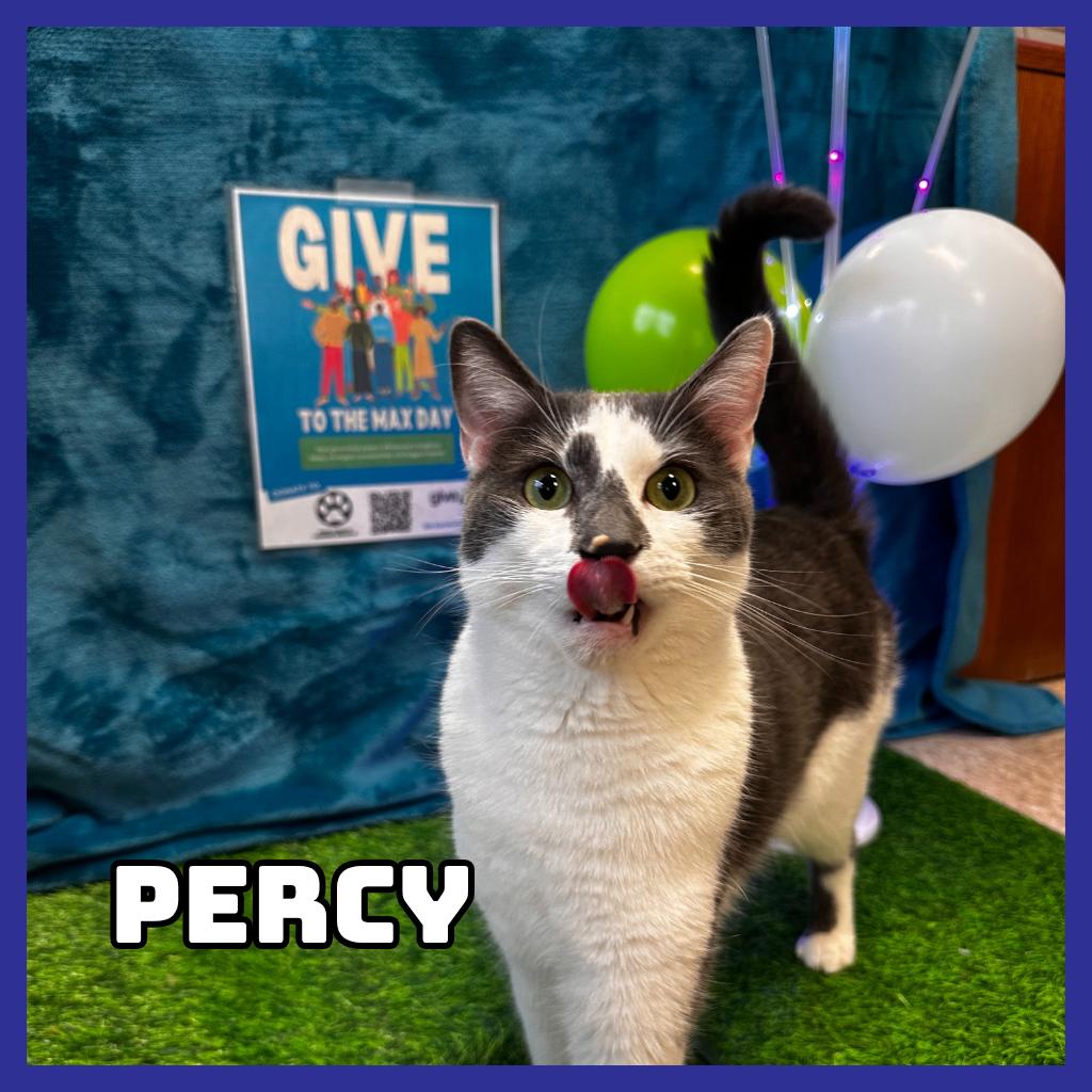 Percy, Adoptable, Young Male Domestic Short Hair.