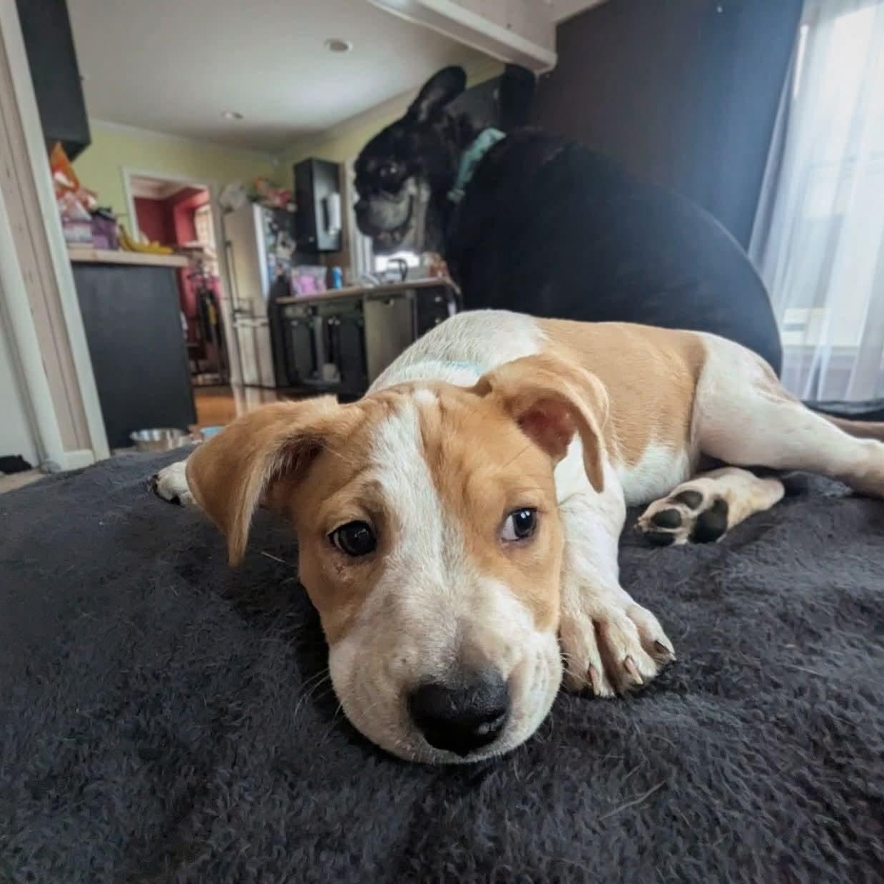 Enlarge Mackie, a ADOPTABLE Mixed Breed in East Peoria, IL image 2/4
