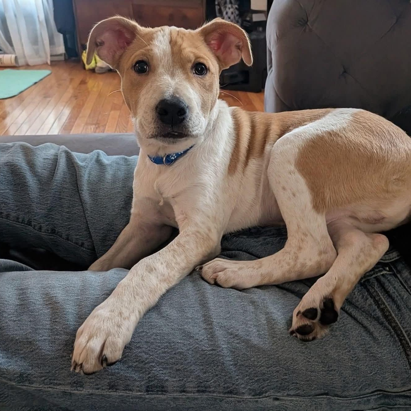 Enlarge Mackie, a ADOPTABLE Mixed Breed in East Peoria, IL image 1/4